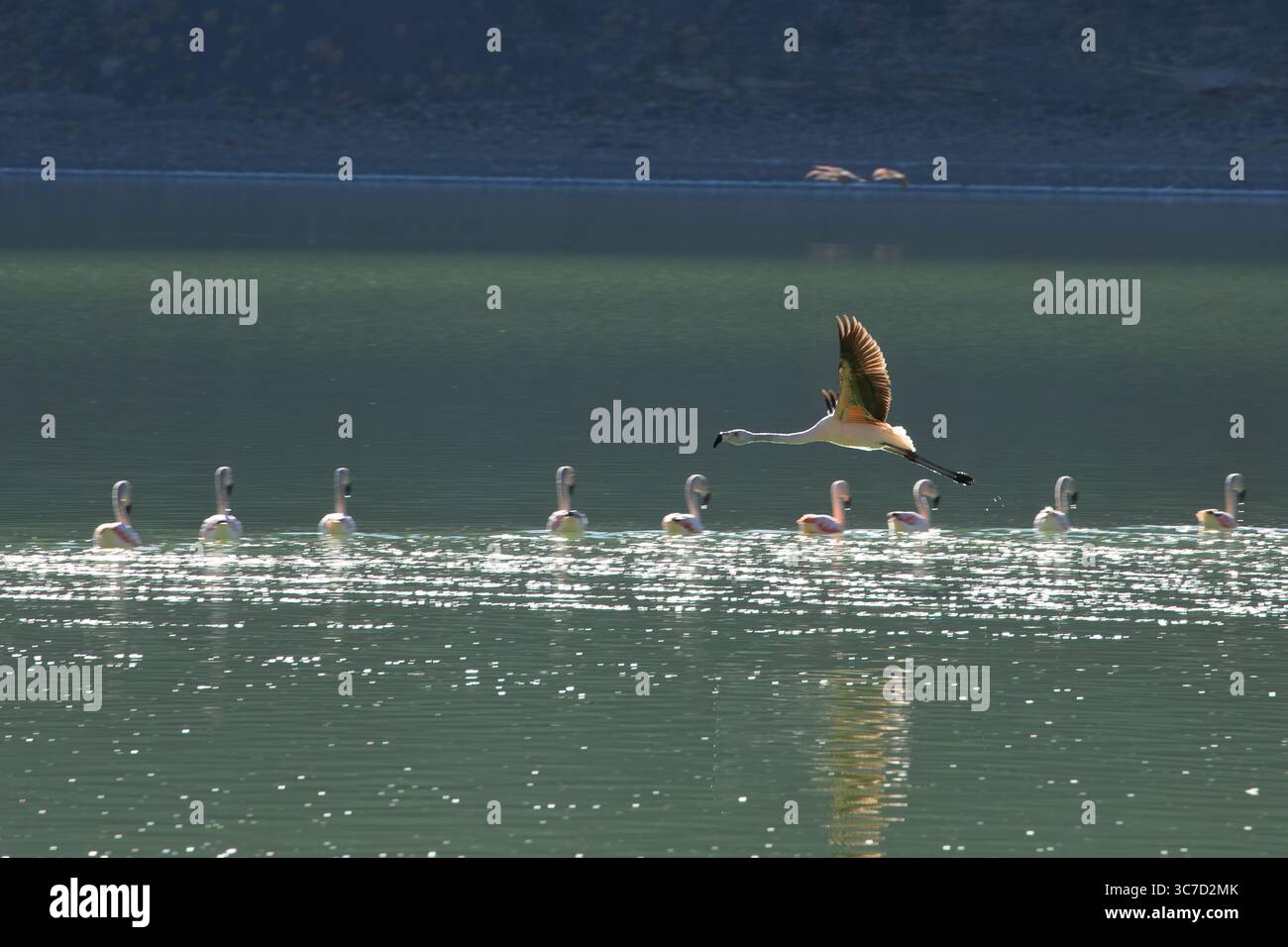 5. April 2014, Nationalpark Torres Del Paine, Magellanes, Region XII, Chile: Chilenische Flamingos, Phoenicopterus chilensis, im Nationalpark Torres del Paine in Chile. (Kreditbild: © Jon G. Fuller/VW Pics via ZUMA Wire) Stockfoto