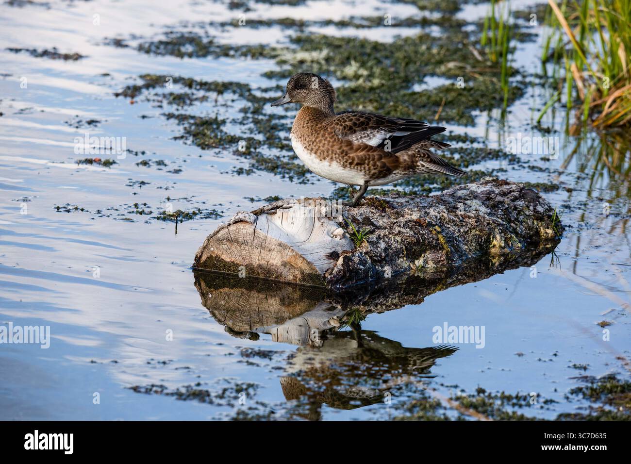 19. September 2020, Wyoming, USA: An Unreife male or drake American Wigeon, Mareca americana, im Grand Teton National Park in Wyoming, USA. (Kreditbild: © Jon G. Fuller/VW Pics via ZUMA Wire) Stockfoto