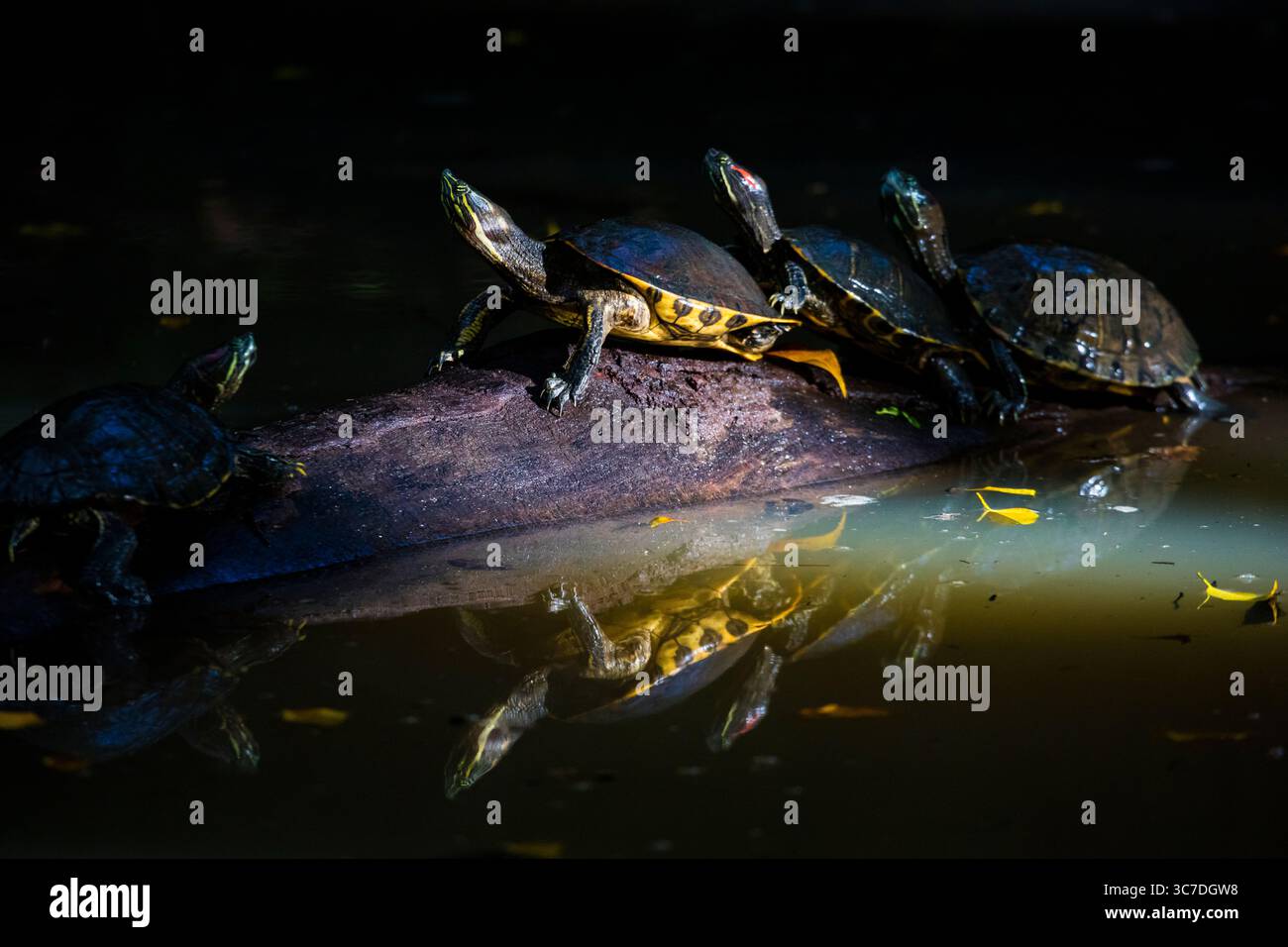 Vier Rotohr-Slider-Schildkröten, Chrysemys ornata, auf einem Baumstamm in einem Teich im Regenwald des Metropolitan Park, Republik Panama, Zentralamerika. Stockfoto