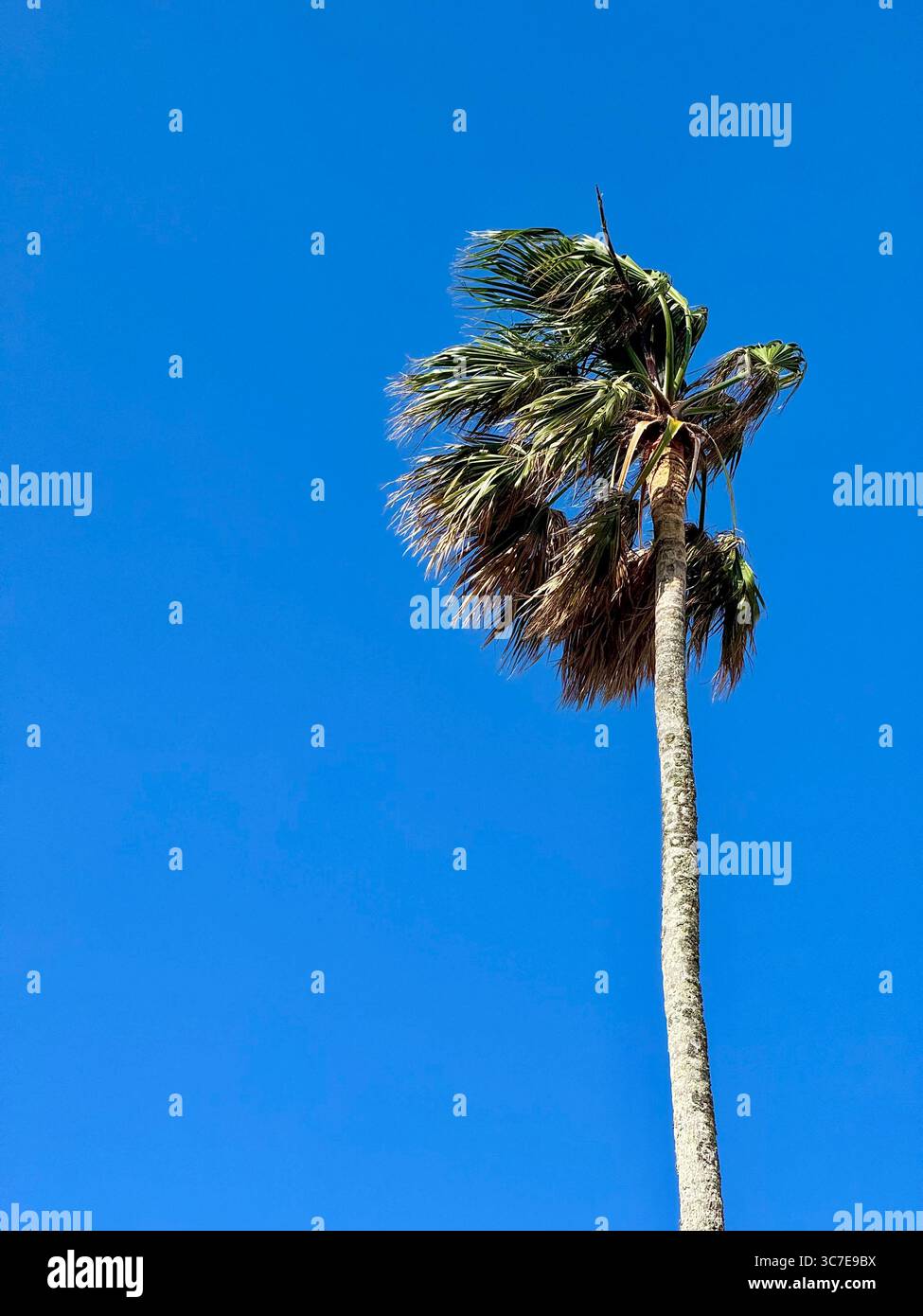 Hohe Palme, die im Wind unter einem klaren blauen Himmel auf den Azoren, Portugal, schwingt. - Smartphone-aufgenommenes Stockfoto