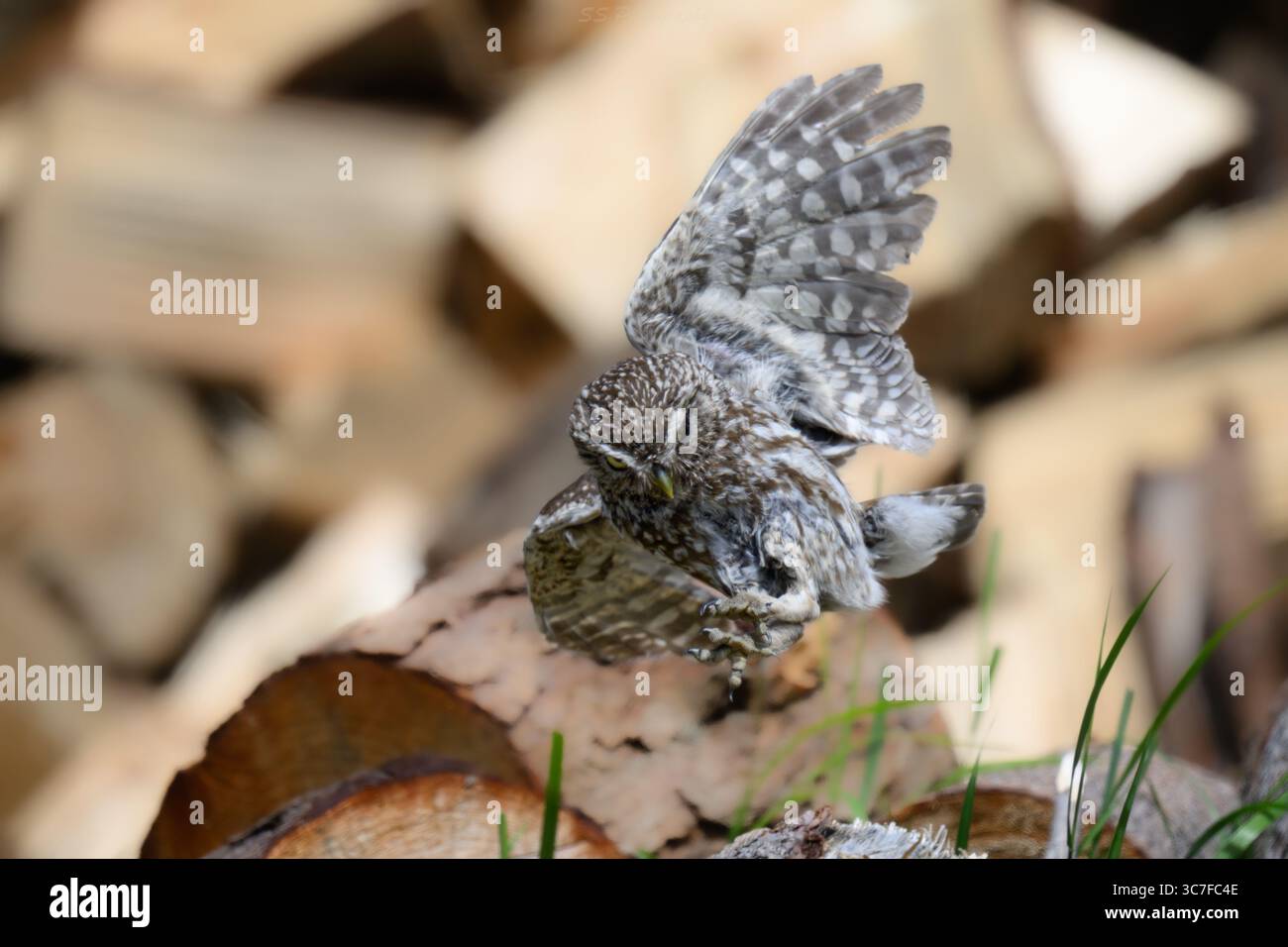 Little Owl (Athene noctua) breitet Flügel aus, um auf Holzhaufen in Neuseeland zu landen, Krallen verlängert und Körper ausgeglichen. Stockfoto