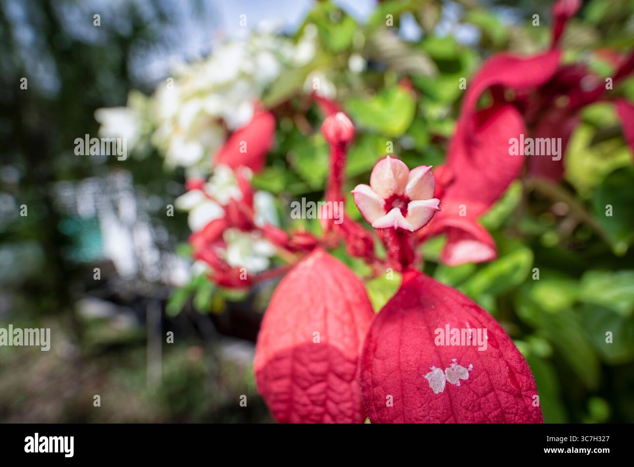 Nahaufnahme der roten Mussaenda erythrophylla winzige sternartige Blütenblüten. Stockfoto