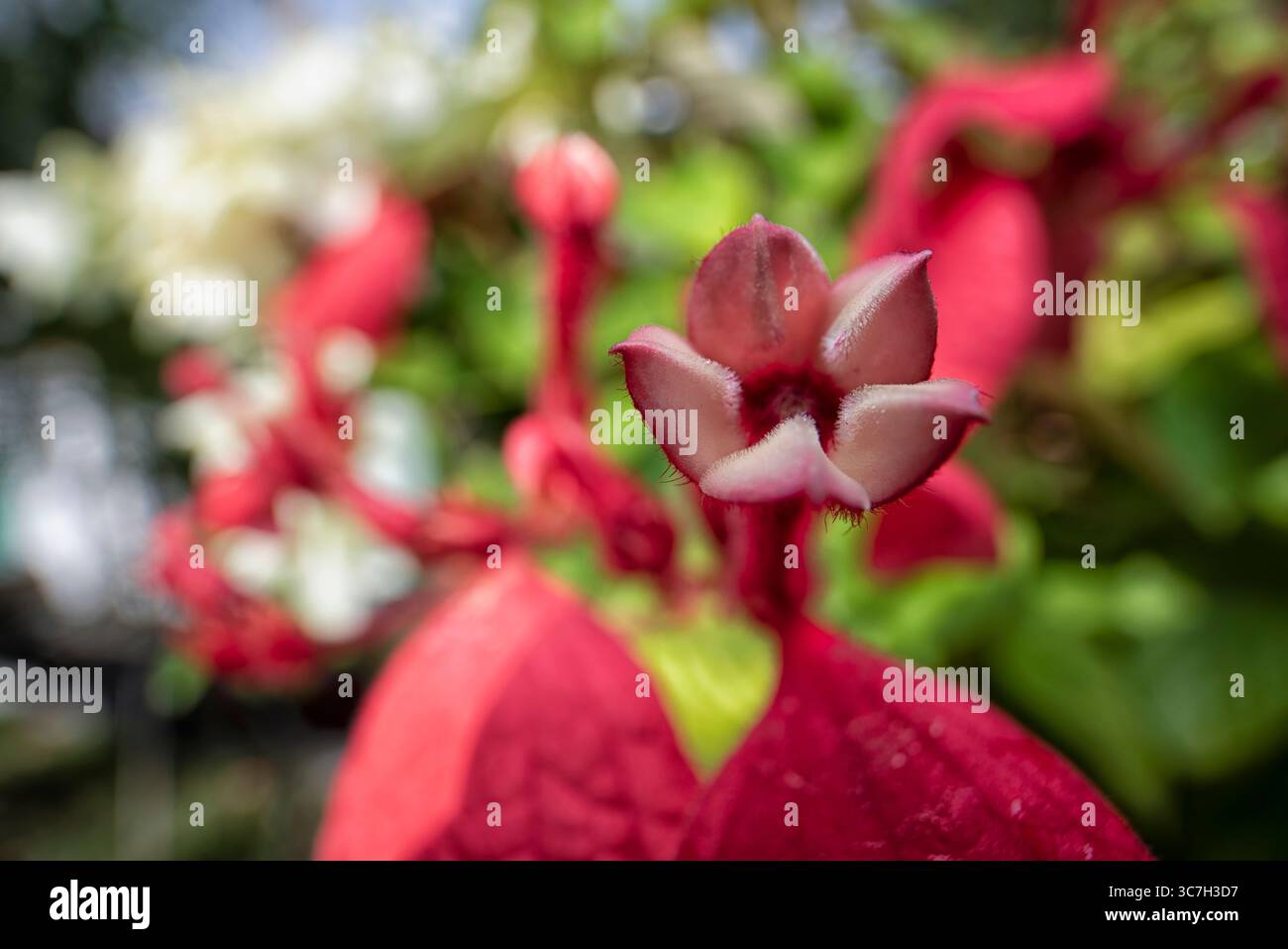 Nahaufnahme der roten Mussaenda erythrophylla winzige sternartige Blütenblüten. Stockfoto