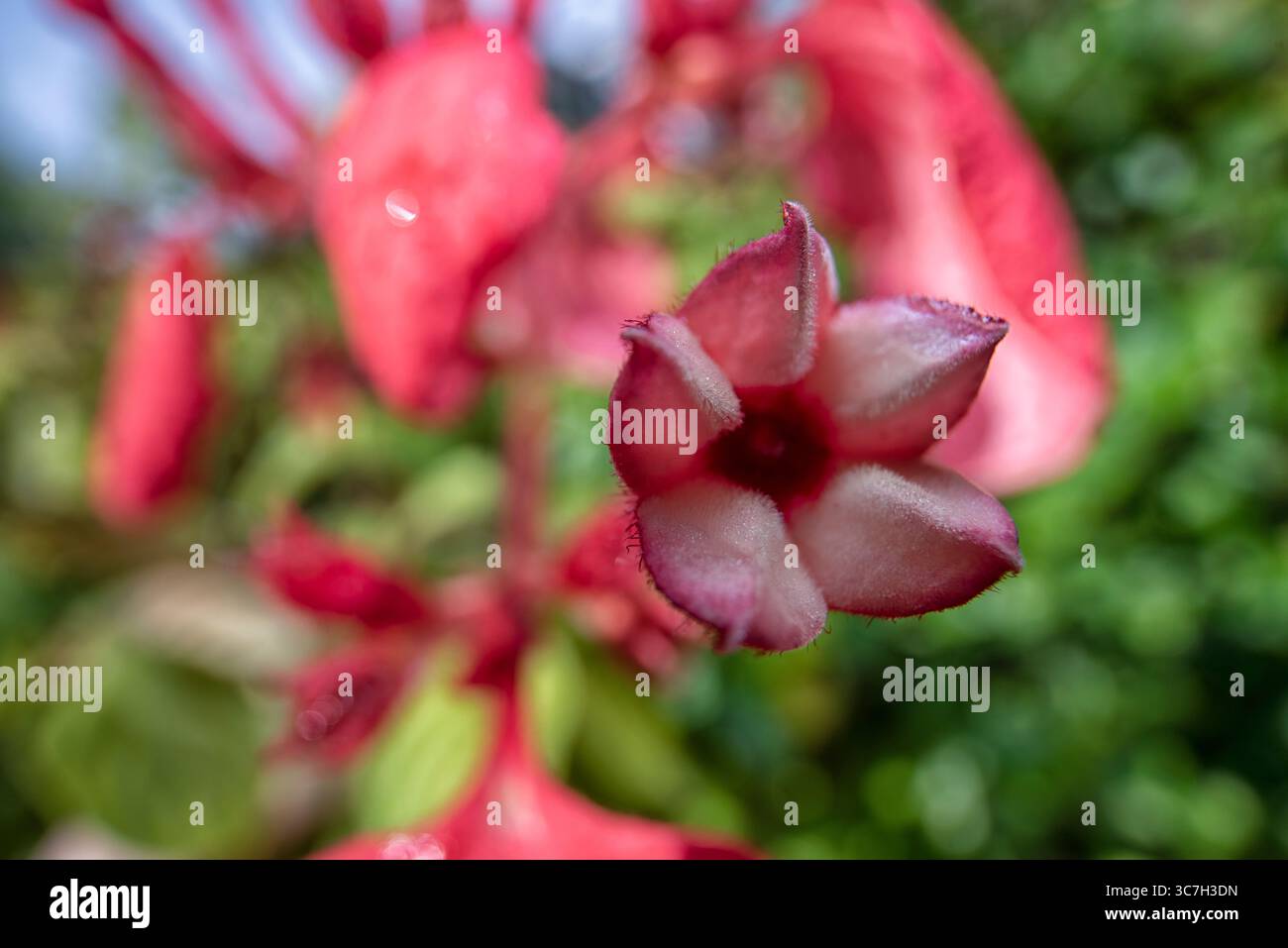 Nahaufnahme der roten Mussaenda erythrophylla winzige sternartige Blütenblüten. Stockfoto