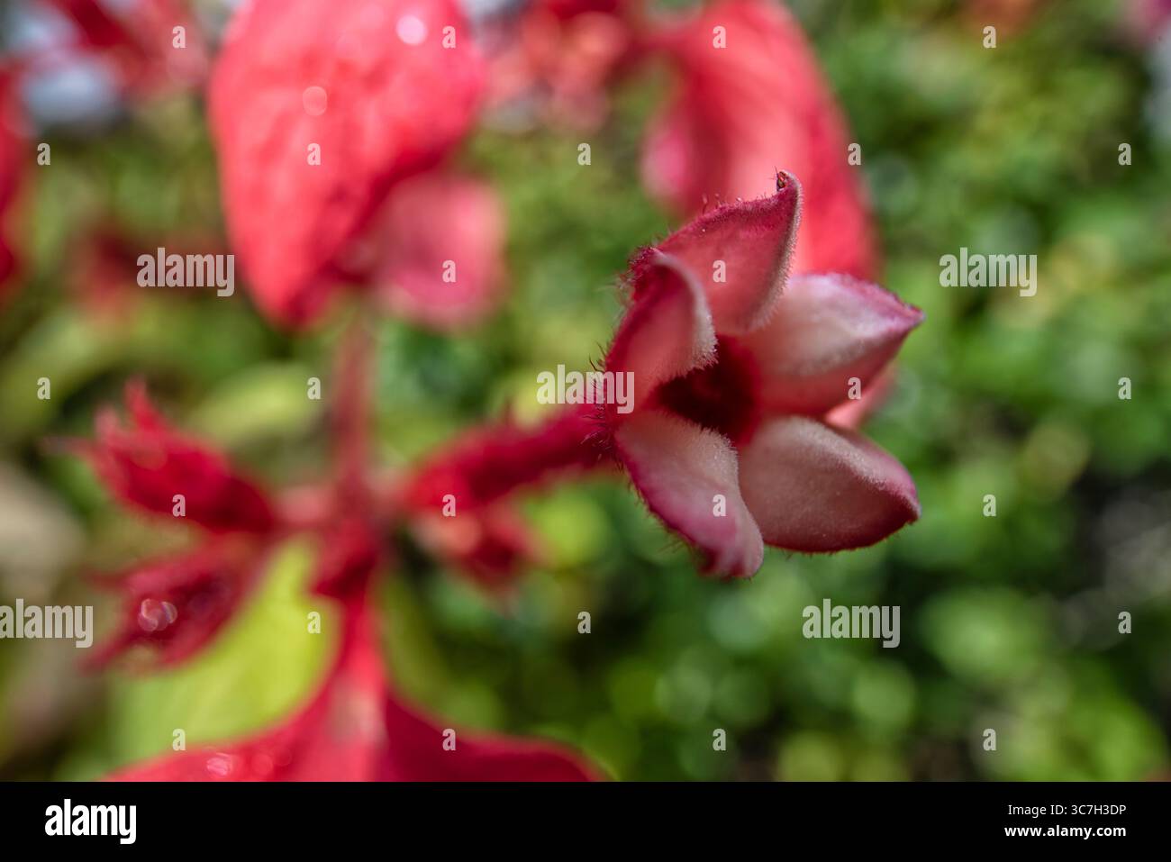 Nahaufnahme der roten Mussaenda erythrophylla winzige sternartige Blütenblüten. Stockfoto
