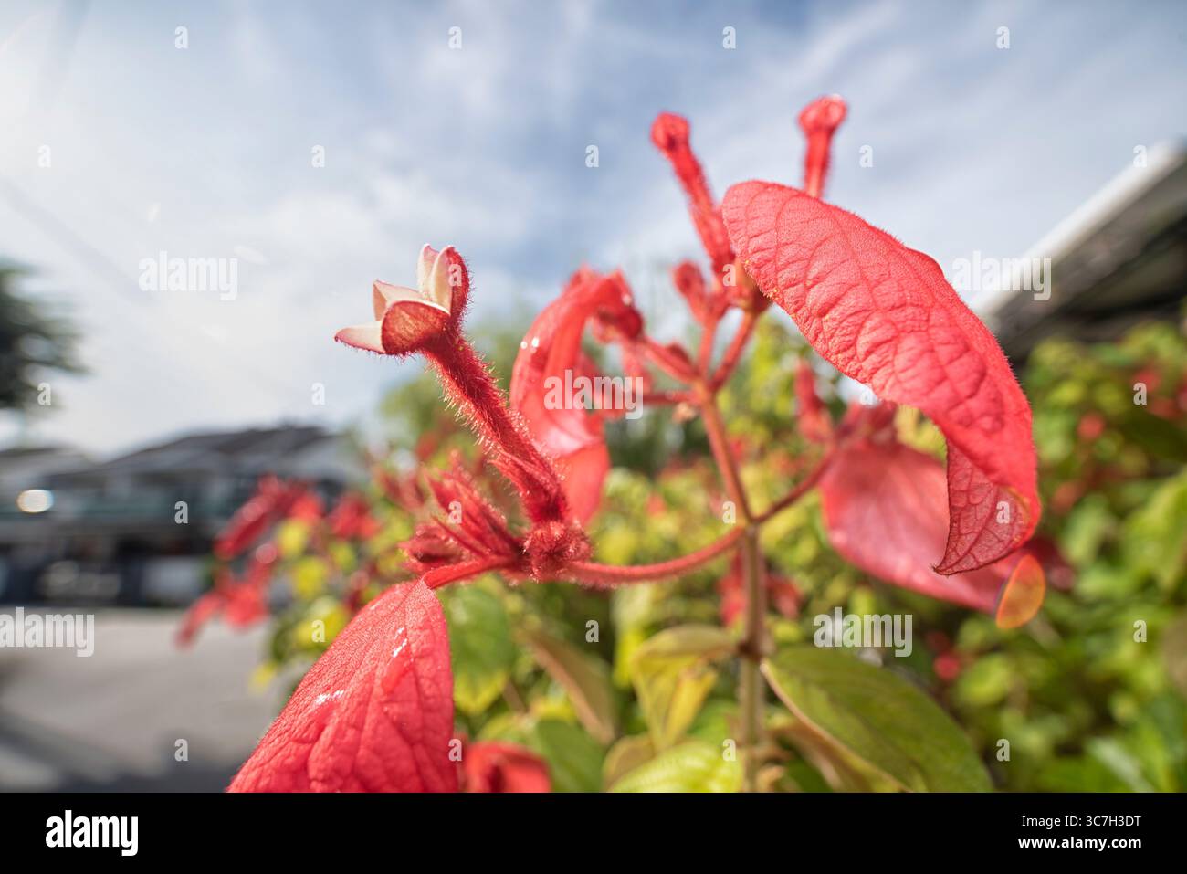 Nahaufnahme der roten Mussaenda erythrophylla winzige sternartige Blütenblüten. Stockfoto