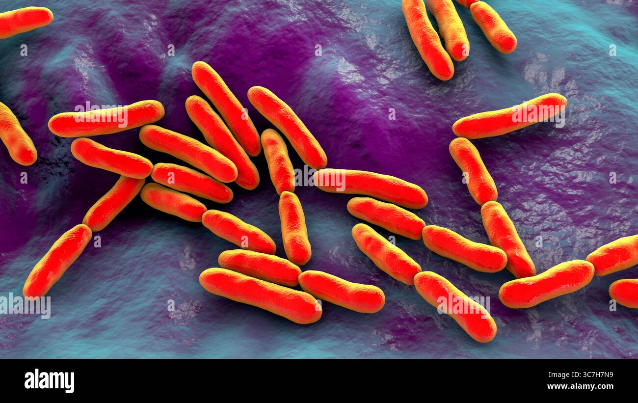 Illustration von Bifidobacterium sp. Bakterien. Dies ist eine Gattung von grampositiven anaeroben Bakterien, die für die Darmgesundheit wichtig sind. Sie werden häufig als Probiotika eingesetzt und auf ihre Rolle bei der Vorbeugung von gastrointestinalen Störungen untersucht. Stockfoto