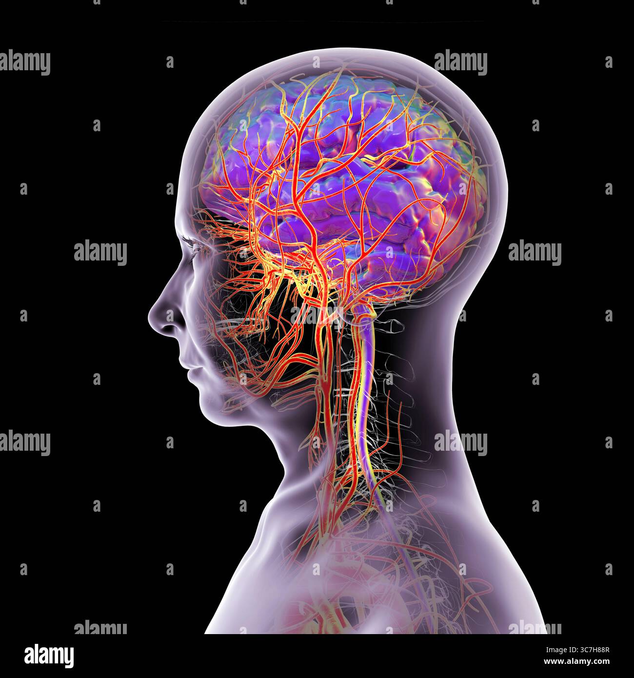 Darstellung der arteriellen Blutversorgung des menschlichen Gehirns. Stockfoto
