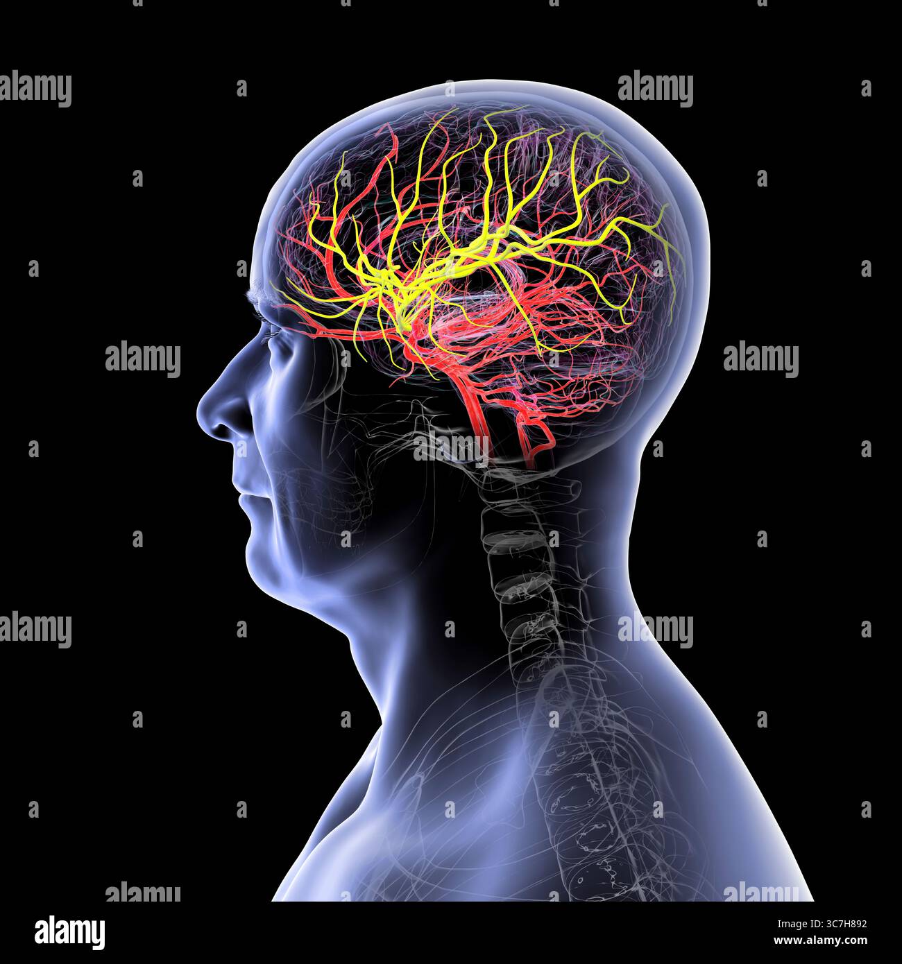 Darstellung der arteriellen Blutversorgung des Gehirns mit hervorgehobener Arteria cerebri Media (gelb), die Blut zu den frontalen, temporalen und parietalen Lappen liefert, entscheidend für die Gehirnfunktion. Stockfoto