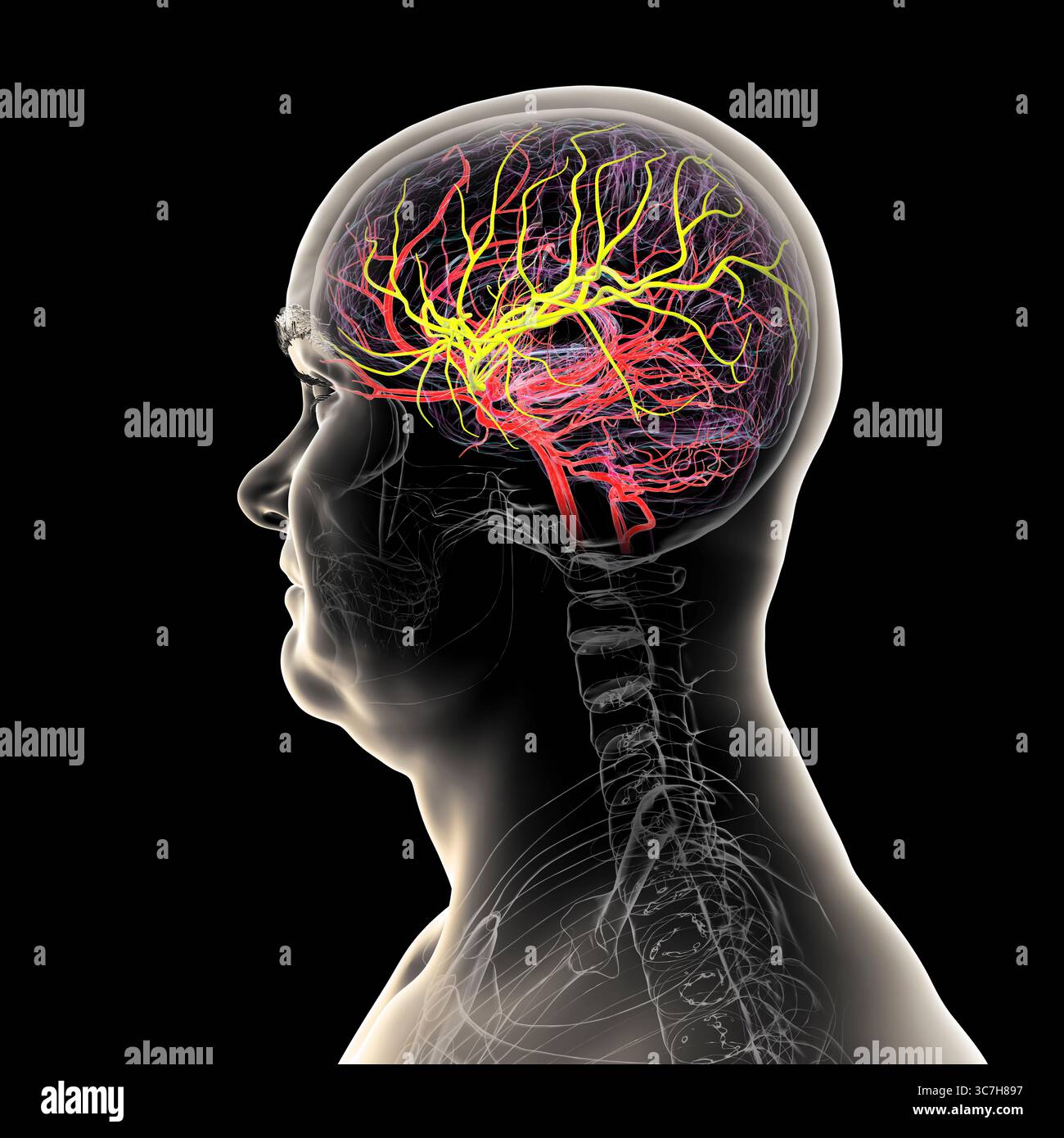 Darstellung der arteriellen Blutversorgung des Gehirns mit hervorgehobener Arteria cerebri Media (gelb), die Blut zu den frontalen, temporalen und parietalen Lappen liefert, entscheidend für die Gehirnfunktion. Stockfoto