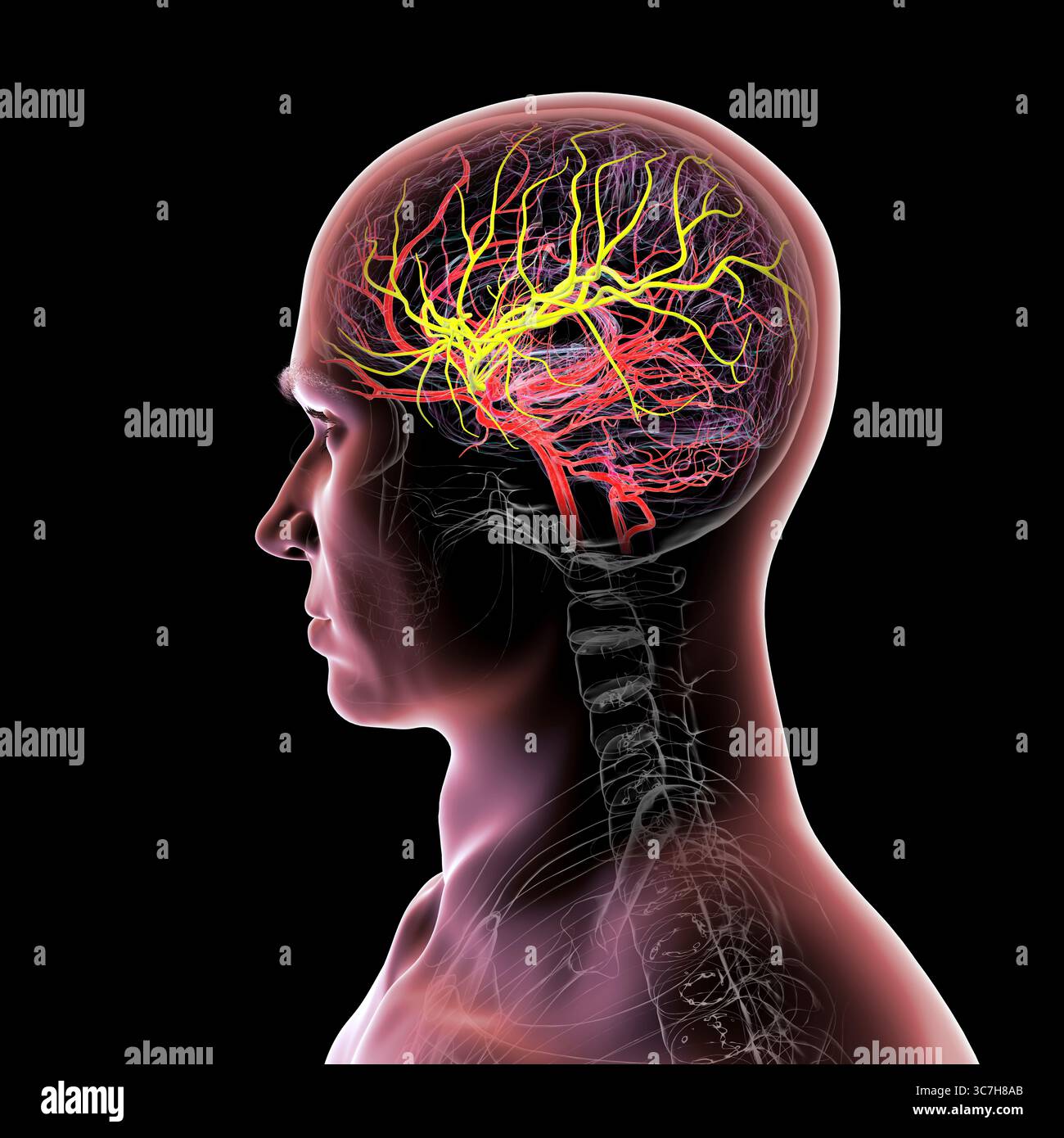 Darstellung der arteriellen Blutversorgung des Gehirns mit hervorgehobener Arteria cerebri Media (gelb), die Blut zu den frontalen, temporalen und parietalen Lappen liefert, entscheidend für die Gehirnfunktion. Stockfoto