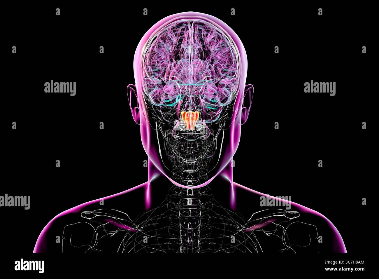 Darstellung der im menschlichen Gehirn hervorgehobenen Medulla oblongata. Dadurch werden Atmung, Herzschlag und andere wichtige autonome Funktionen gesteuert. Stockfoto