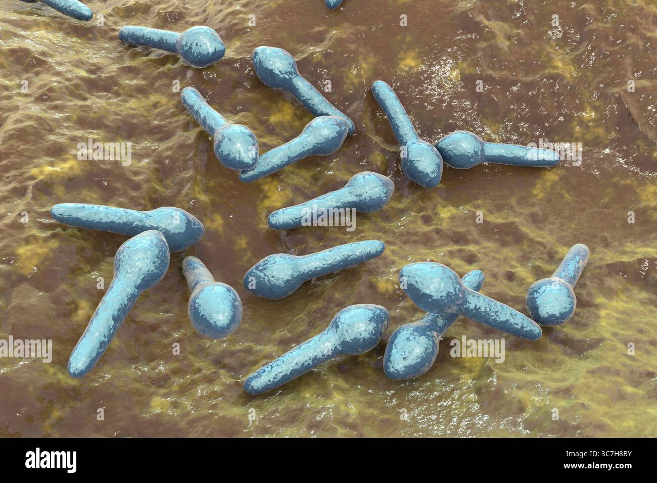 Illustration von Clostridium botulinum. Dieses Bakterium produziert ein starkes Neurotoxin, das zu Botulismus führt, einer schweren Erkrankung, die durch schlaffe Lähmung und respiratorische Insuffizienz gekennzeichnet ist. Stockfoto