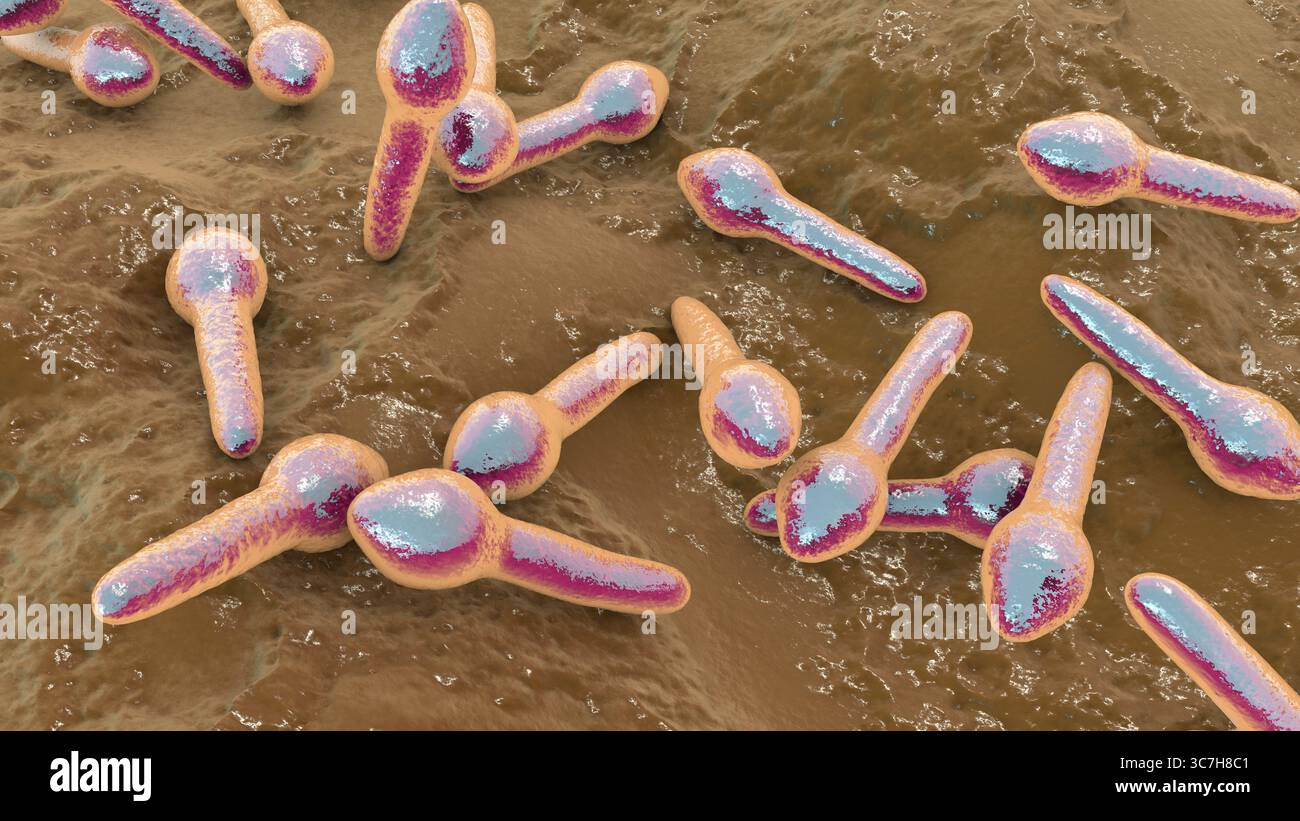 Illustration von Clostridium botulinum. Dieses Bakterium produziert ein starkes Neurotoxin, das zu Botulismus führt, einer schweren Erkrankung, die durch schlaffe Lähmung und respiratorische Insuffizienz gekennzeichnet ist. Stockfoto