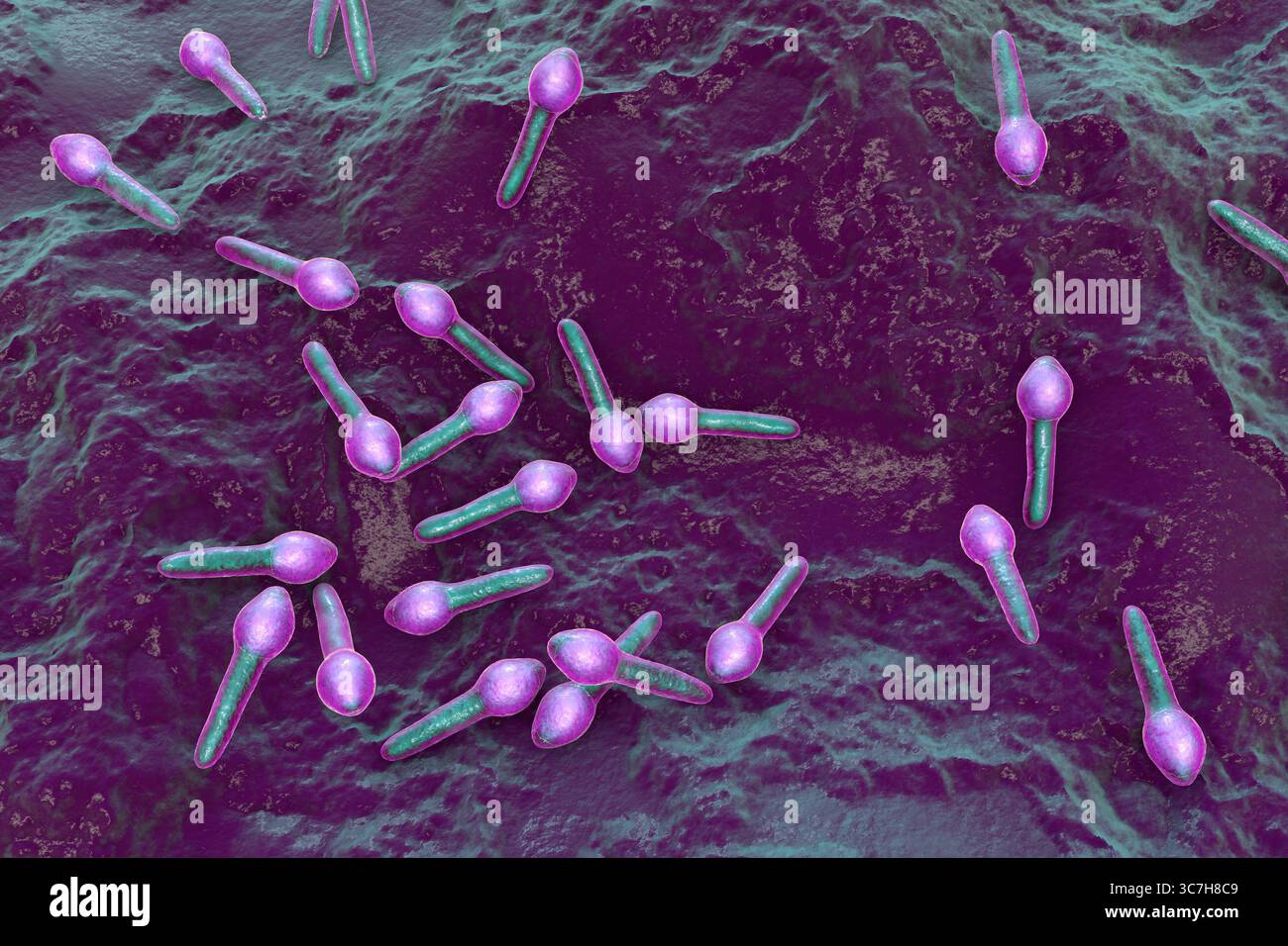 Illustration von Clostridium botulinum. Dieses Bakterium produziert ein starkes Neurotoxin, das zu Botulismus führt, einer schweren Erkrankung, die durch schlaffe Lähmung und respiratorische Insuffizienz gekennzeichnet ist. Stockfoto
