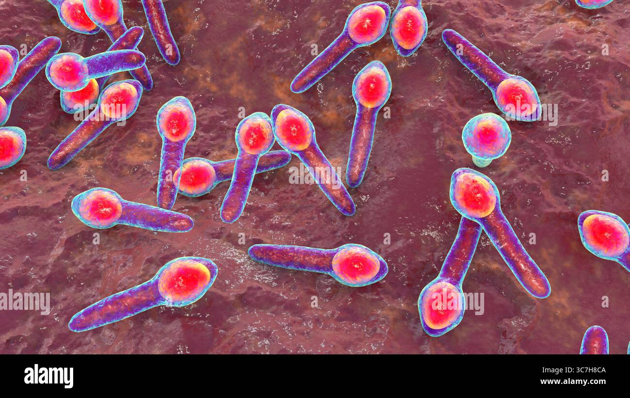 Illustration von Clostridium botulinum. Dieses Bakterium produziert ein starkes Neurotoxin, das zu Botulismus führt, einer schweren Erkrankung, die durch schlaffe Lähmung und respiratorische Insuffizienz gekennzeichnet ist. Stockfoto