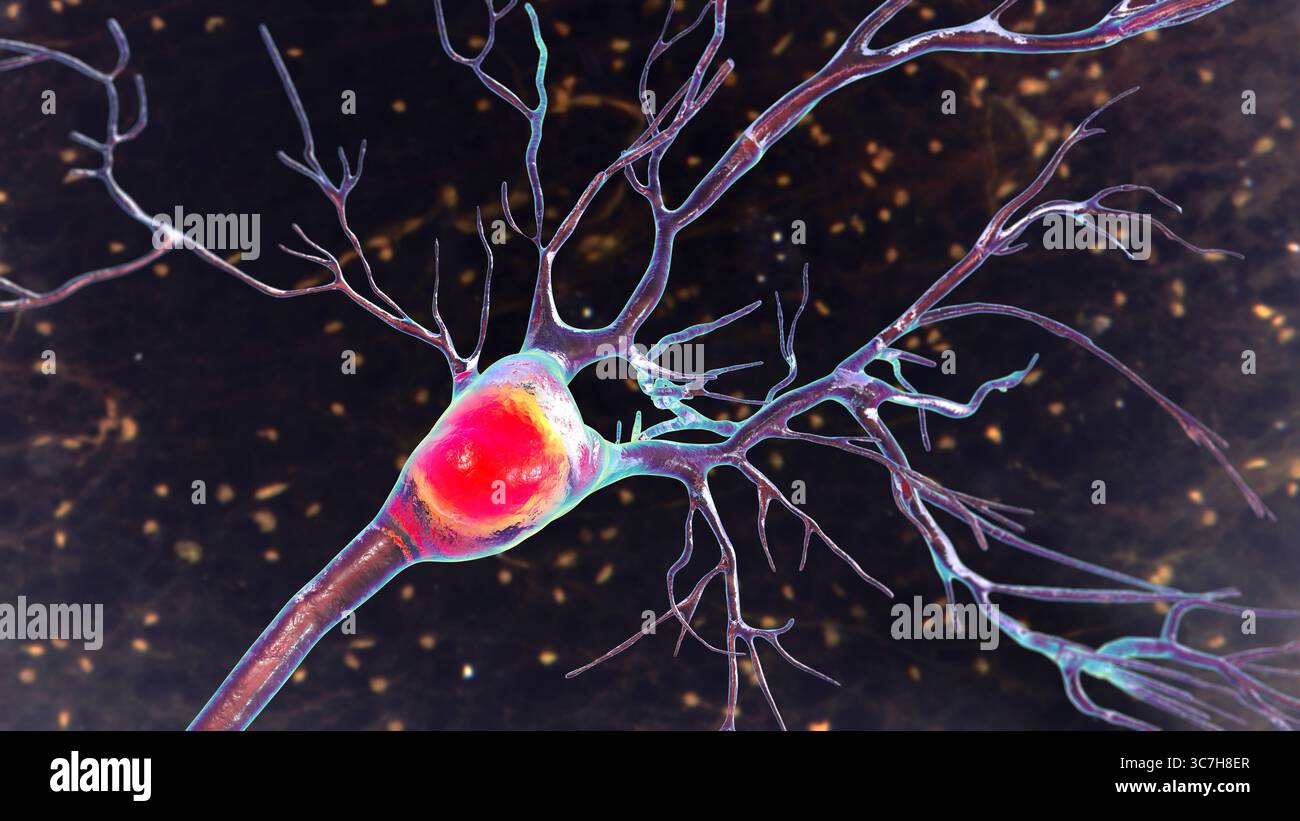 Illustration von Purkinje-Neuronen, die große, verzweigte Neuronen des Kleinhirns zeigen, die für die motorische Koordination und Gleichgewichtskontrolle verantwortlich sind. Stockfoto