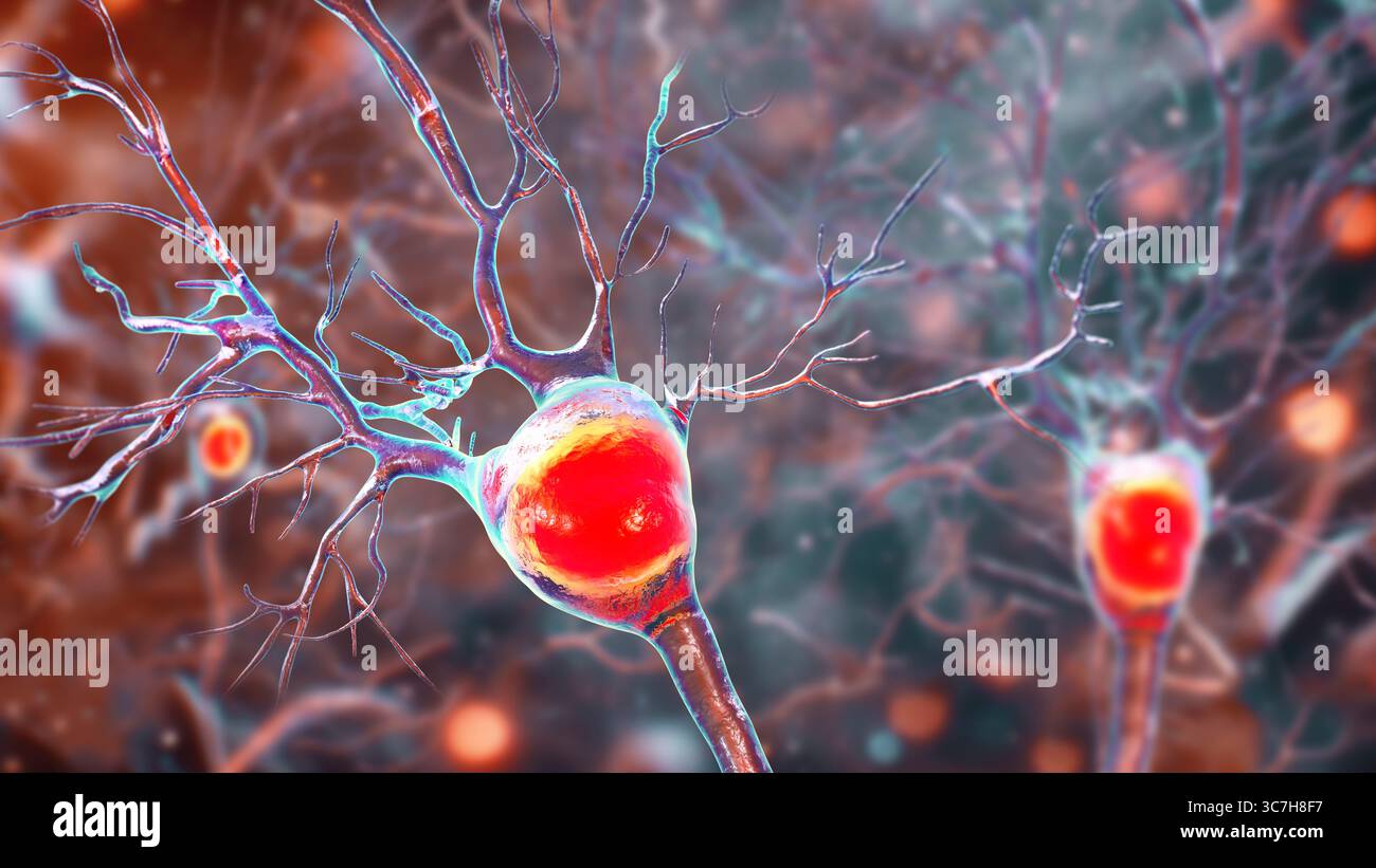Illustration von Purkinje-Neuronen, die große, verzweigte Neuronen des Kleinhirns zeigen, die für die motorische Koordination und Gleichgewichtskontrolle verantwortlich sind. Stockfoto