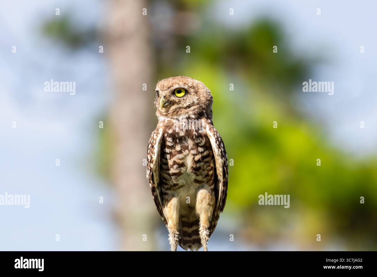 Grabungulle stehende Wache. Stockfoto