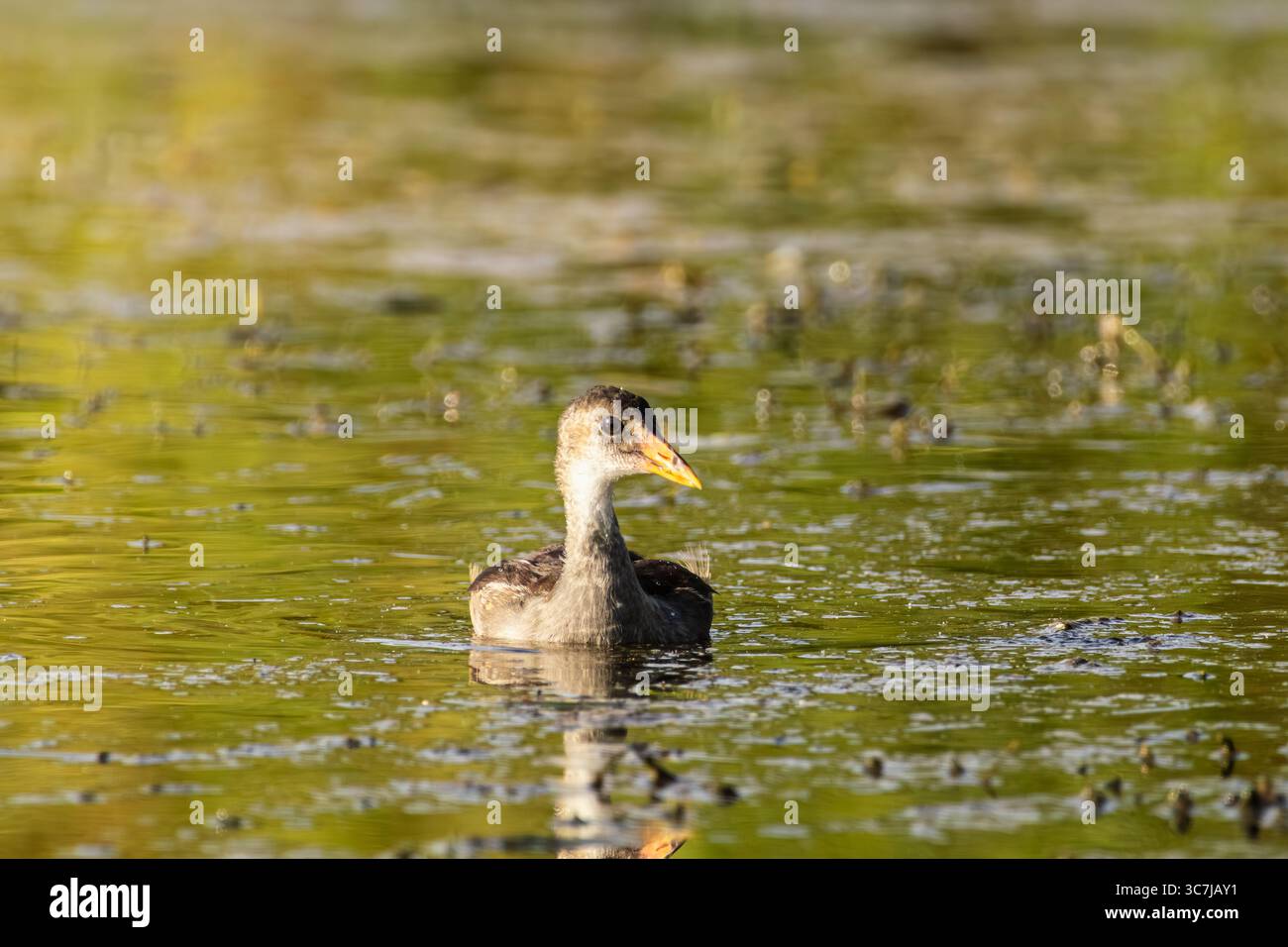Kleine Junggallinule, die in einem See schwimmen Stockfoto