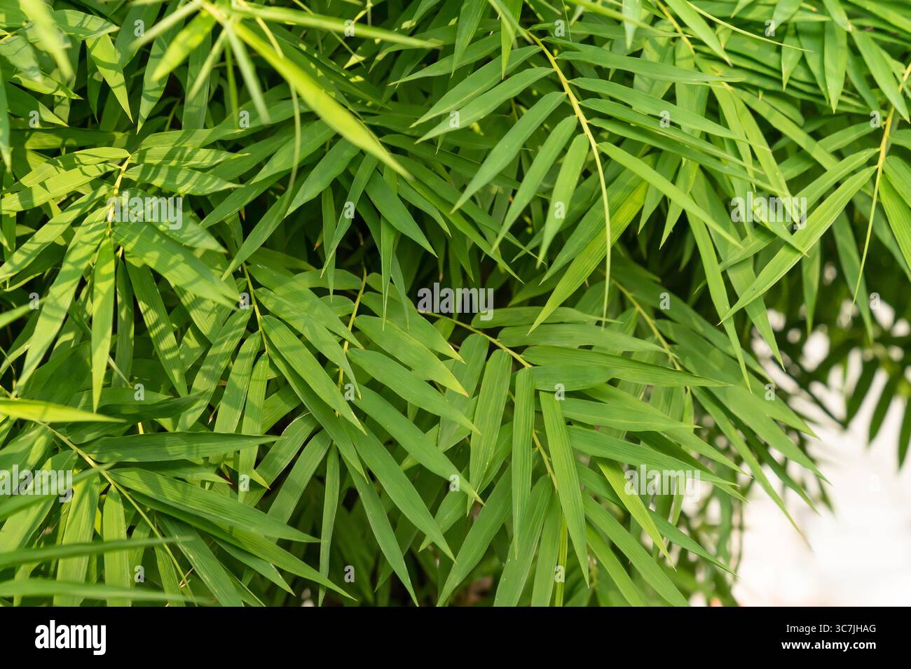 Bambus-Palme (Chamaedorea seifrizii) Obst Nahaufnahme - Florida, USA  Stockfotografie - Alamy