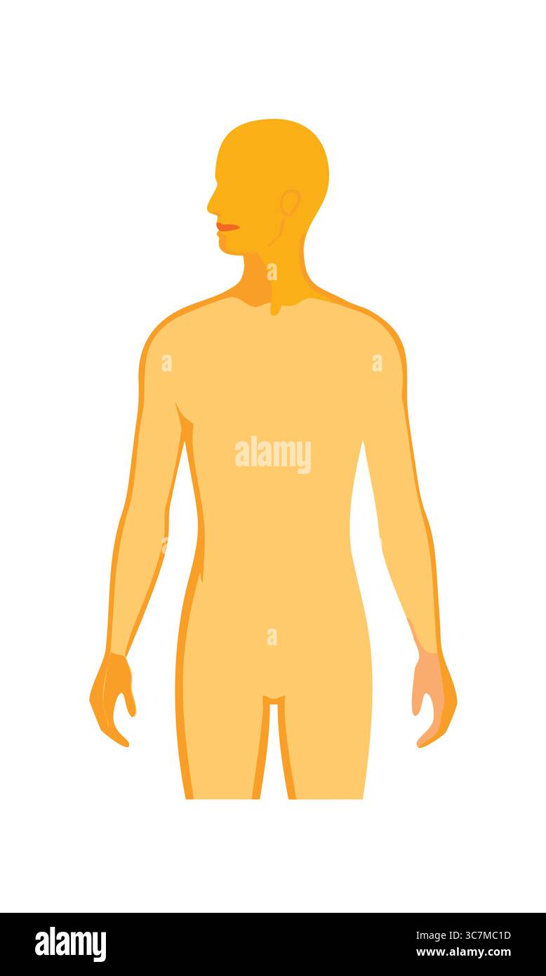 Illustration der menschlichen Körpersilhouette auf weißem Hintergrund Stock Vektor