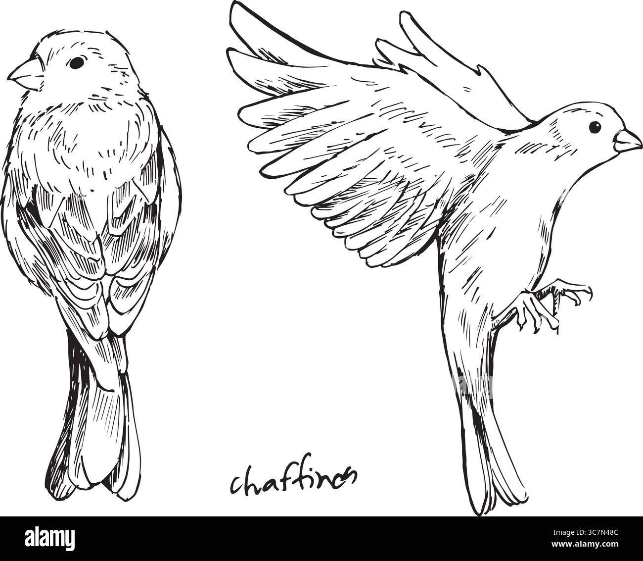 Eurasische Buchfink fliegende und sitzende Tusche Illustrationen. Passerine Vogel in der Familie finch Vektor Zeichnungen Set. Einfache strukturierte Skizzen von Wildtieren. Stock Vektor