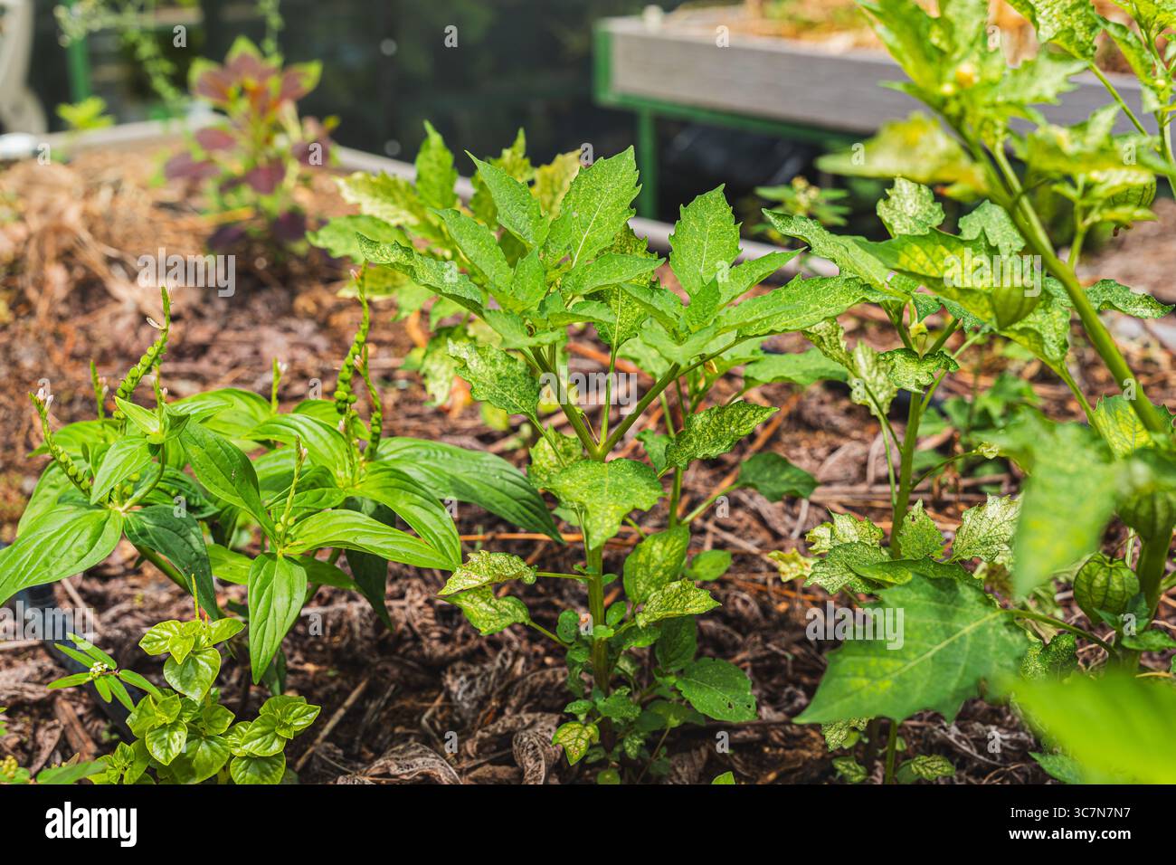 Eine lebendige Gartenszene mit verschiedenen grünen Pflanzen, die in reichem Boden wachsen und von Mulch umgeben sind, mit üppigem Laub und gesundem Wachstum aus Puerto Stockfoto