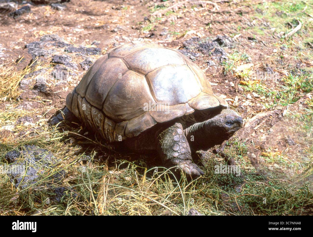 Riesenschildkröte (Aldabrachelys gigantea), La Digue, Inner Islands, Republik Seychellen Stockfoto
