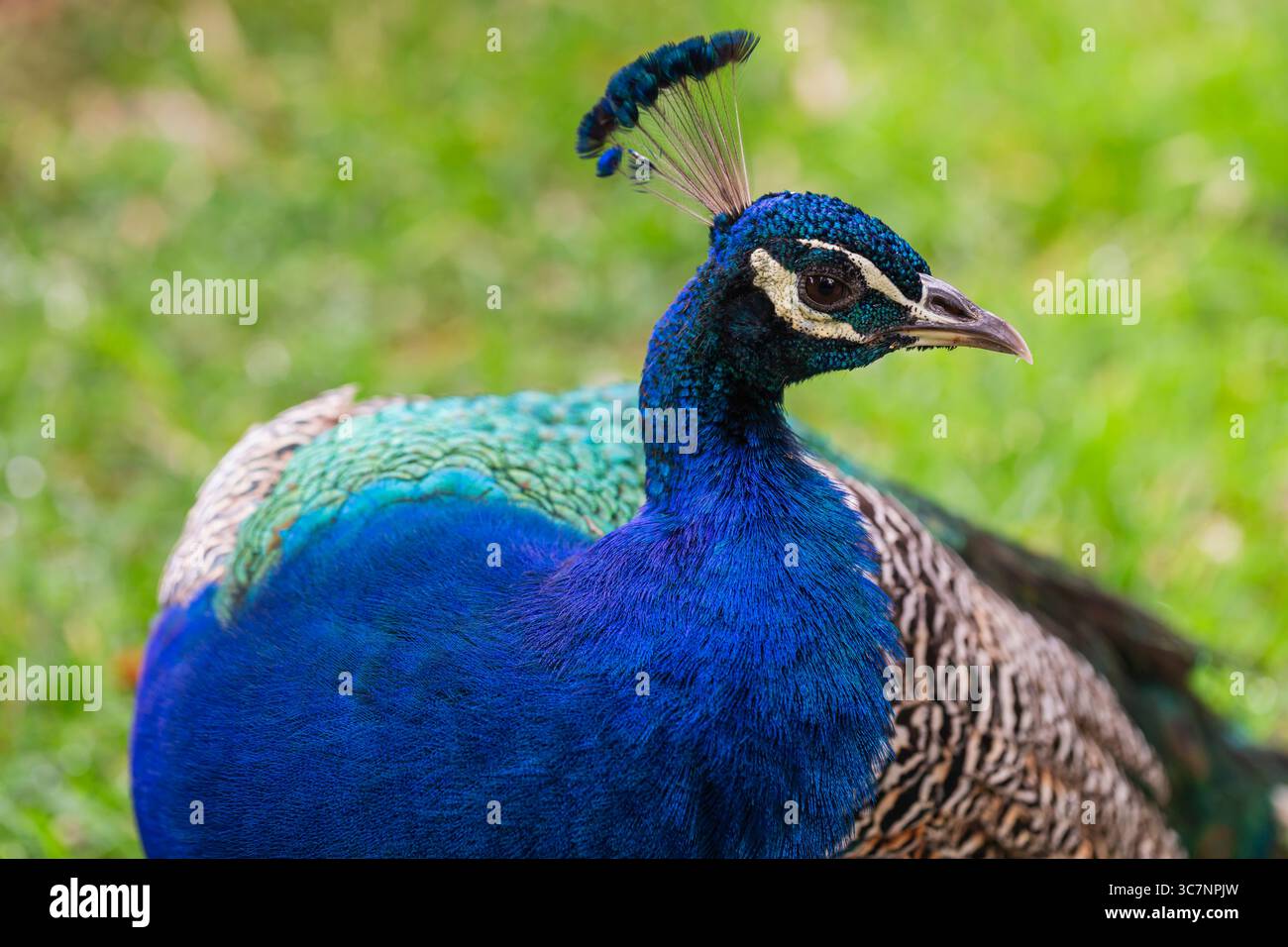 Horizontale Nahaufnahme eines leuchtenden blauen Pfauens mit detailliertem Gefieder und Kronenfedern, perfekt für Wildtiere und exotische Vogelaufnahmen Stockfoto