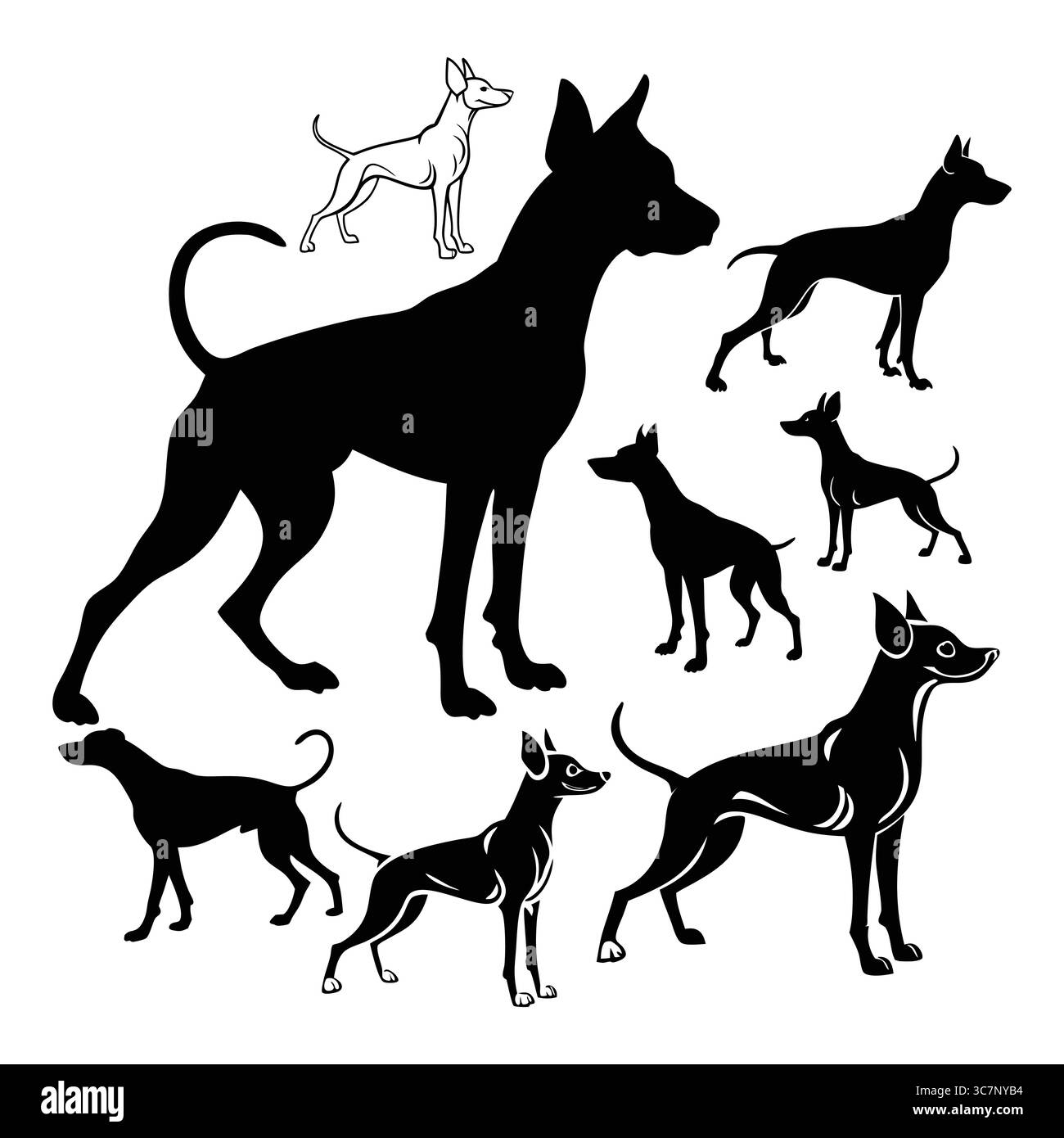 Silhouettenabbildungen verschiedener amerikanischer Hairless Terrier Hundrassen in verschiedenen Posen und Größen Stock Vektor