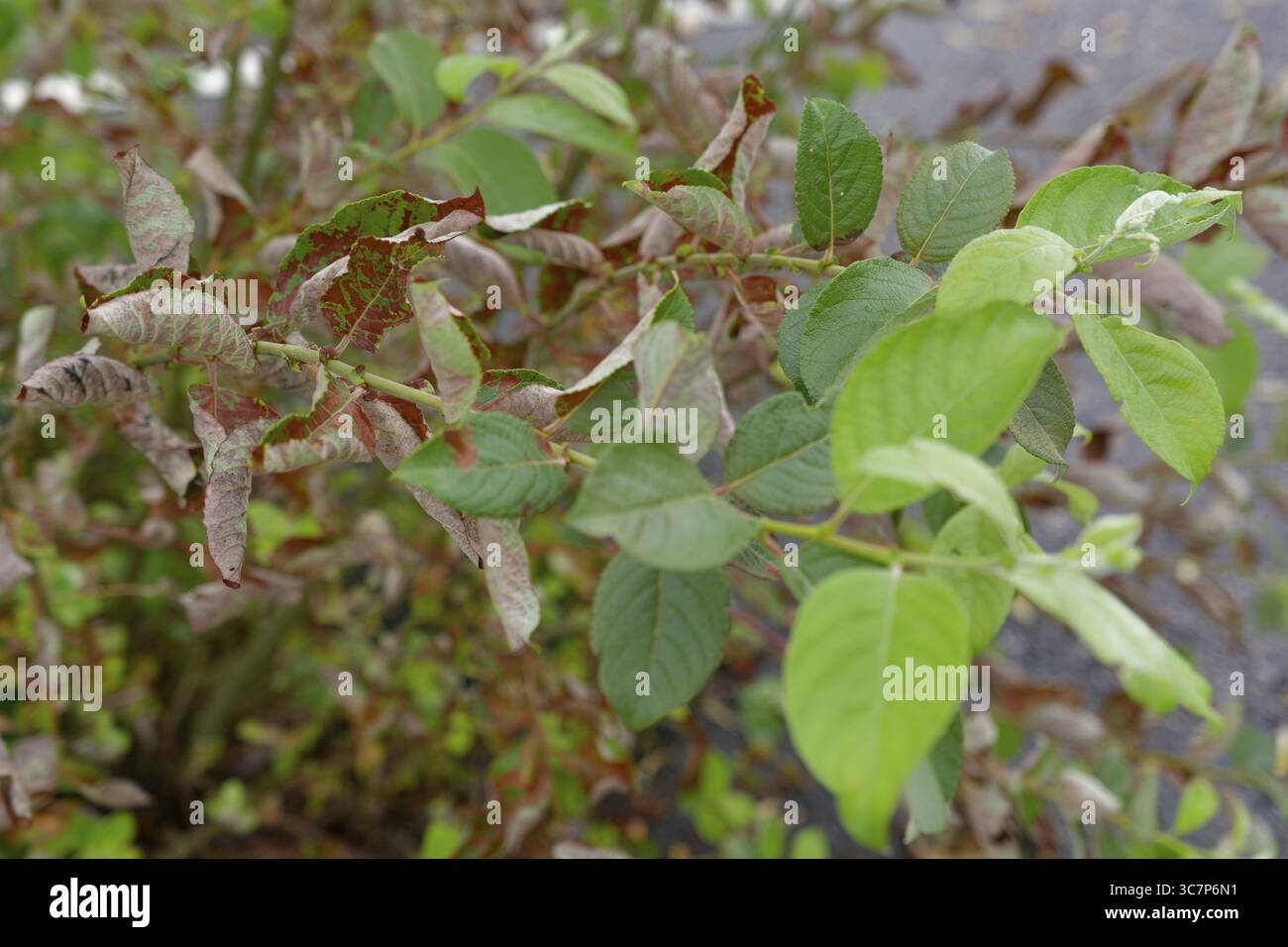 Trockene Blätter und frische Blätter, Klimawandel, Dürre, Klimaauswirkungen, Hitze, Sommer, Hitze, Juli, Naturpark Schwäbisch-Fränkischer Wald, Schwaebisc Stockfoto