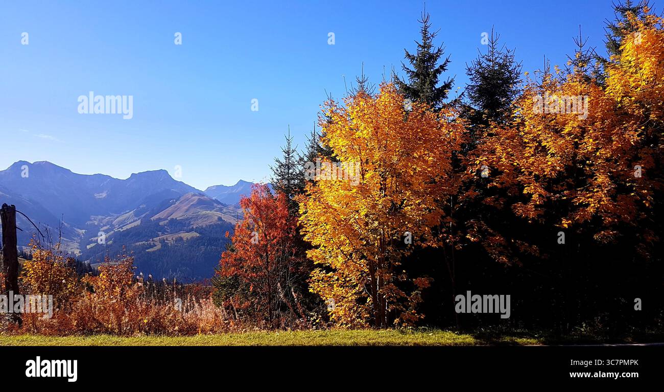 Berglandschaft in den Schweizer Alpen im Herbst mit bunten Bäumen an einem sonnigen Herbsttag, Grantrisch, Schweiz Stockfoto