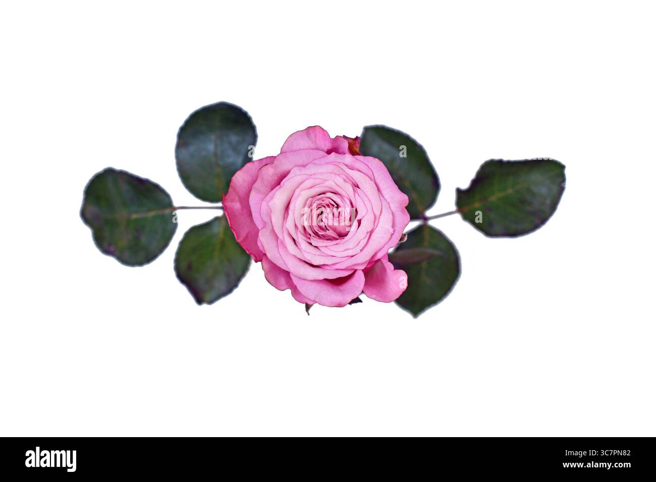 Draufsicht einer einzelnen rosa Rosenblume auf weißem Hintergrund Stockfoto