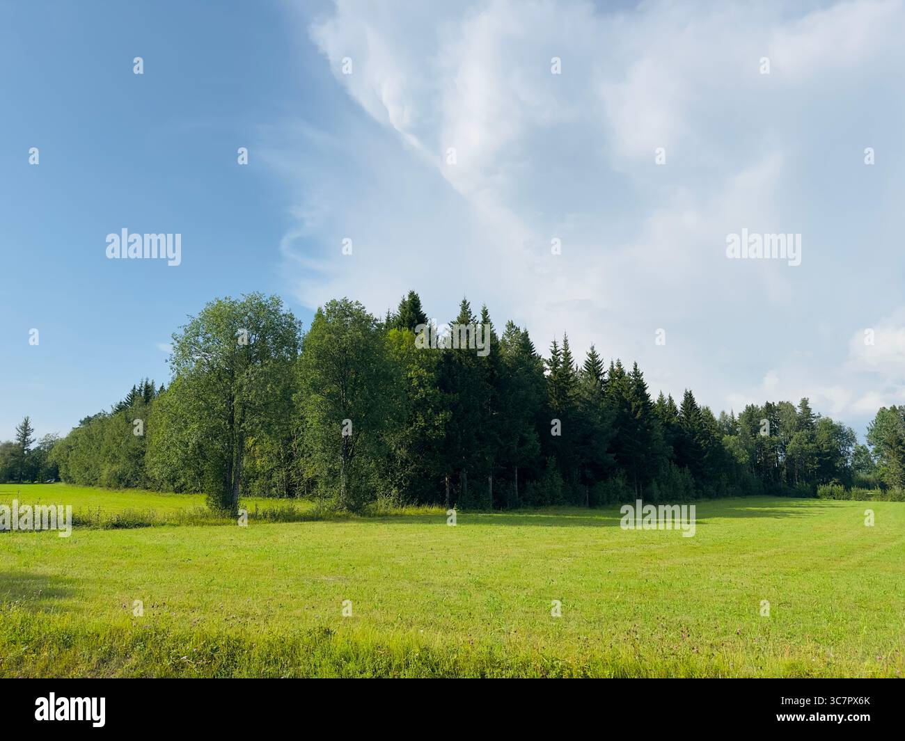 Ein wunderschönes grünes Feld mit einem Wald im Hintergrund unter einem hellblauen Himmel mit Wolken. - Smartphone-aufgenommenes Stockfoto