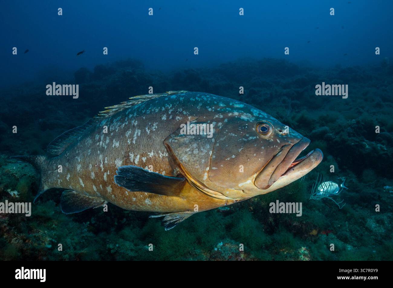 Grouper, Epinephelus marginatus, Medes-Inseln, Estartit, Costa Brava, Katalonien, Spanien Stockfoto