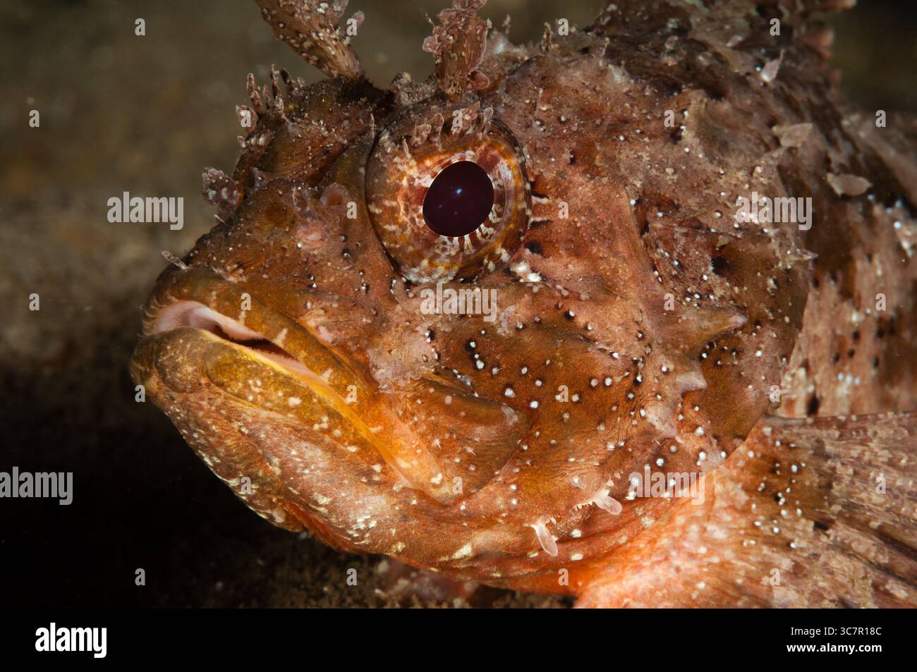 Europäische Skorpionfische, Scorpaena porcus, Illa Mateua, L'escala, Costa Brava, Katalonien, Spanien Stockfoto