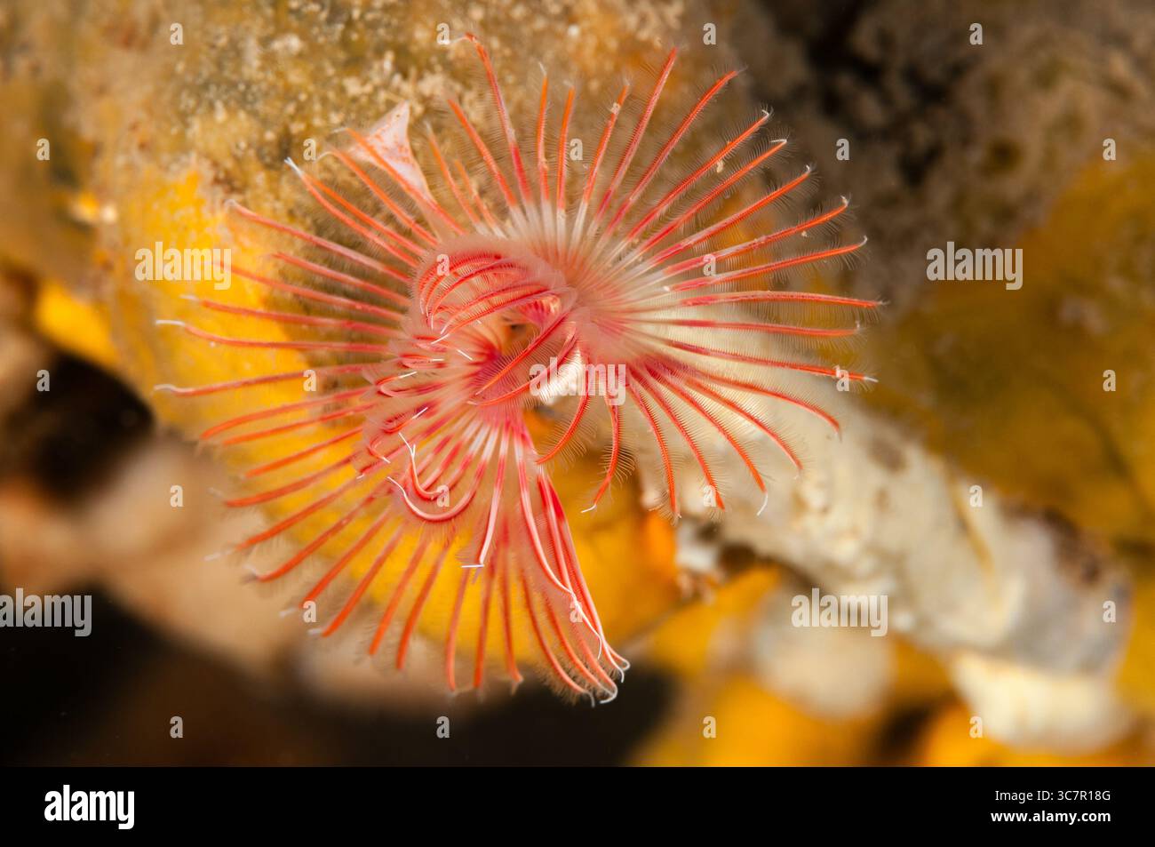 Roter Röhrenwurm, Serpula vermicularis, Illa Mateua, L'escala, Costa Brava, Katalonien, Spanien Stockfoto