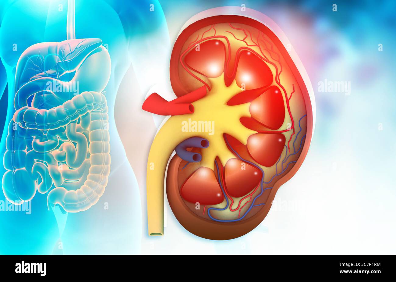 Menschliche Niere unter medizinischem Hintergrund. 3D-Abbildung Stockfoto