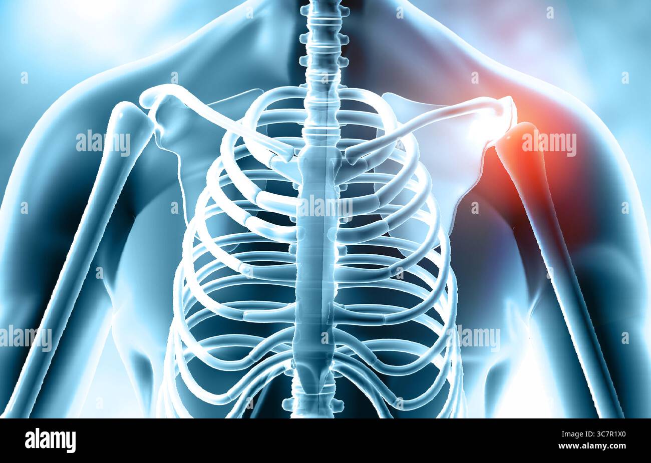 Menschliche Schultergelenkschmerzen. Menschlicher Körper mit Skelett. 3D-Abbildung Stockfoto