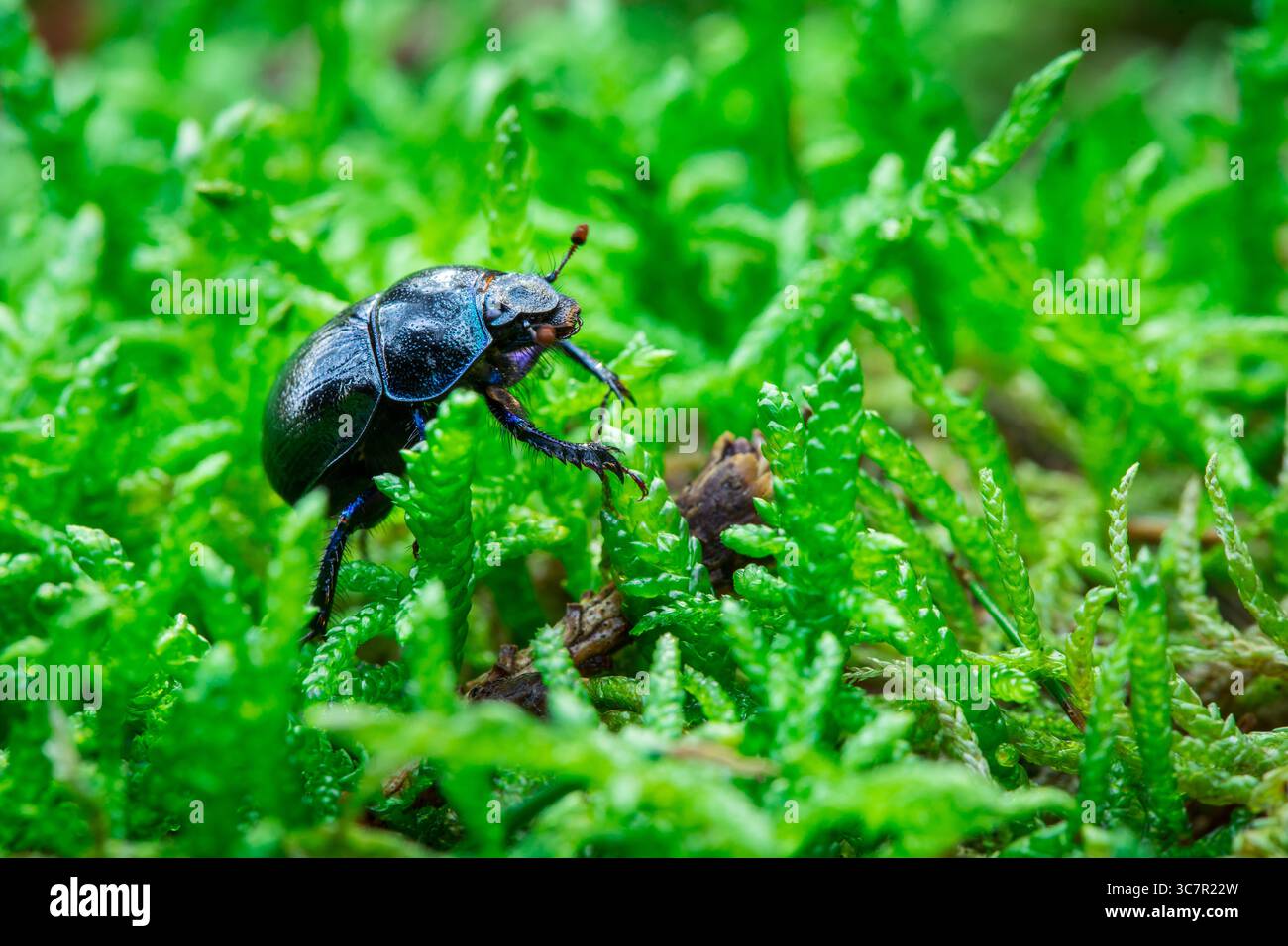 Schwarzer Käfer krabbelt auf Moos in Waldnähe Stockfoto