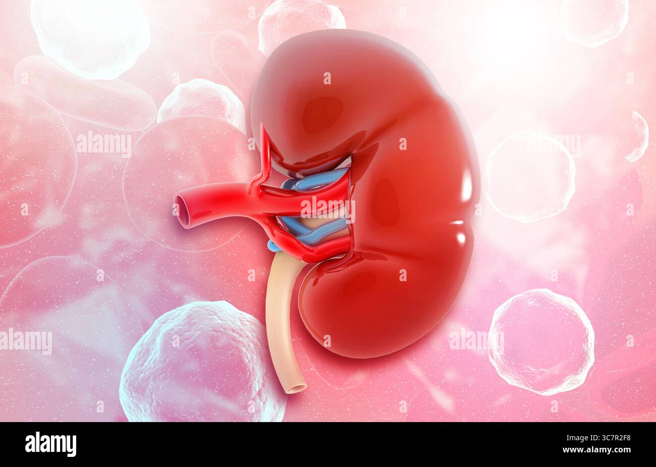 Menschliche Niere unter medizinischem Hintergrund. 3D-Abbildung Stockfoto