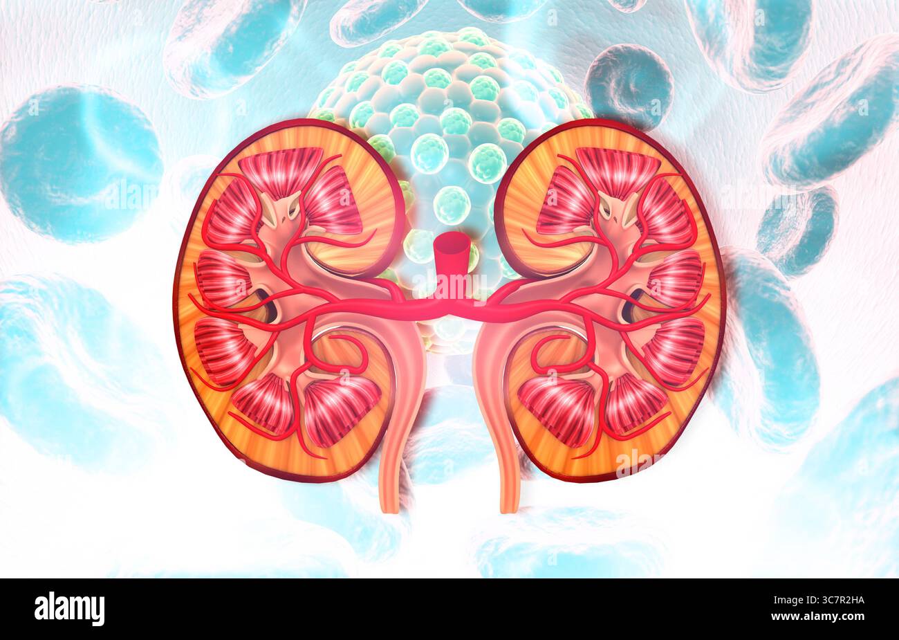 Menschliche Niere unter medizinischem Hintergrund. 3D-Abbildung Stockfoto