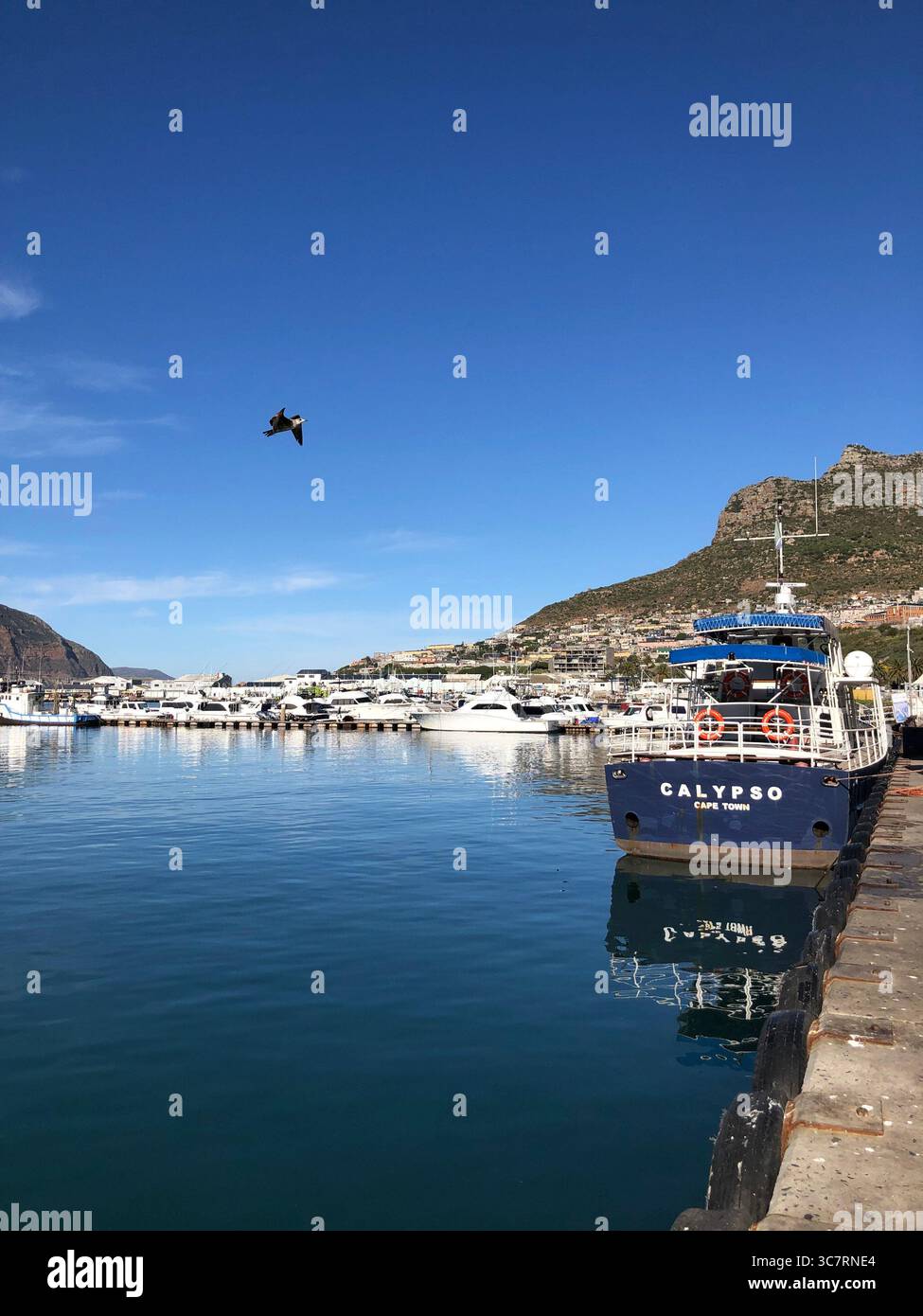 Das Calypso-Boot legte im malerischen Hafen von Hout Bay in Kapstadt an, mit Yachten, Bergen und klarem blauem Himmel. Stockfoto