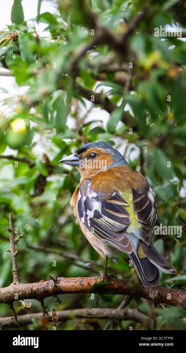 Männliche Chaffinch im Hauxley Nature Reserve, Northumberland, Juli 2025. Stockfoto
