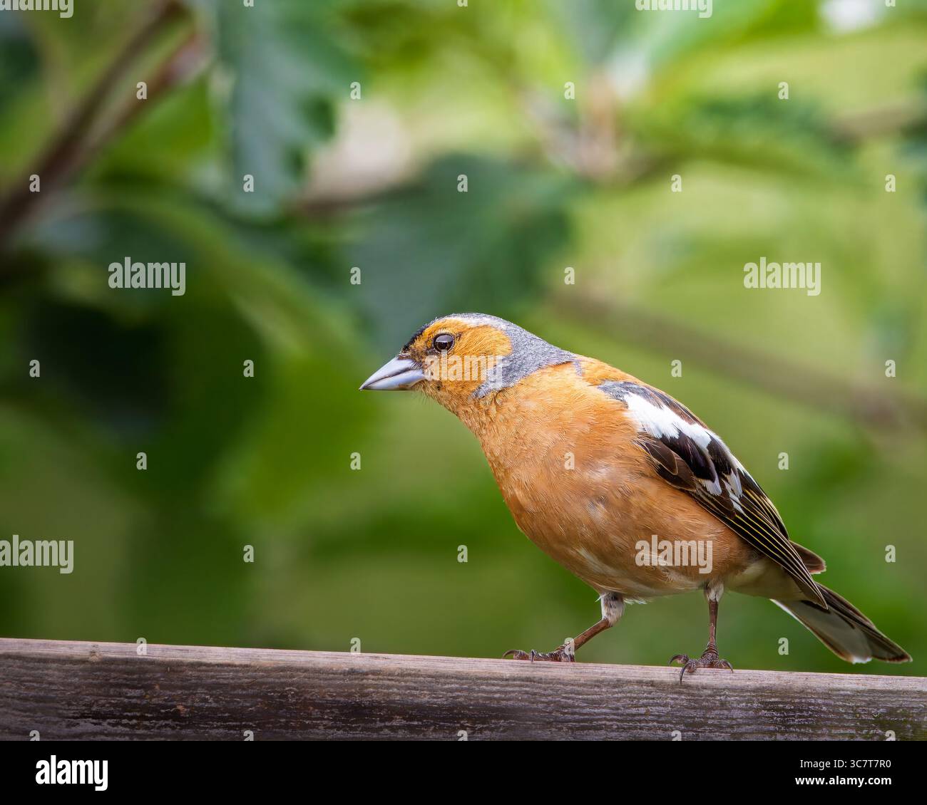 Männliche Chaffinch im Hauxley Nature Reserve, Northumberland, Juli 2025. Stockfoto