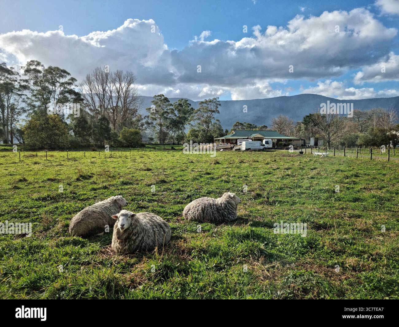 Drei Schafe ruhen auf einem üppig grünen Grasfeld mit einem weißen Bauernhaus, eingezäuntem Fahrerlager und dramatischer Bergkulisse unter einem teilweise bewölkten Himmel. - Smartphone-aufgenommenes Stockfoto