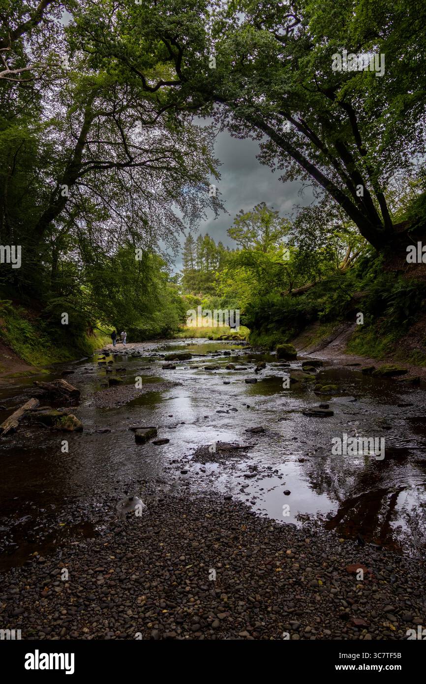 Ein friedlicher Waldbach unter bogenförmigen Bäumen, mit verstreuten Felsen und stimmungsvollen Himmelsreflexen auf dem Wasser Stockfoto
