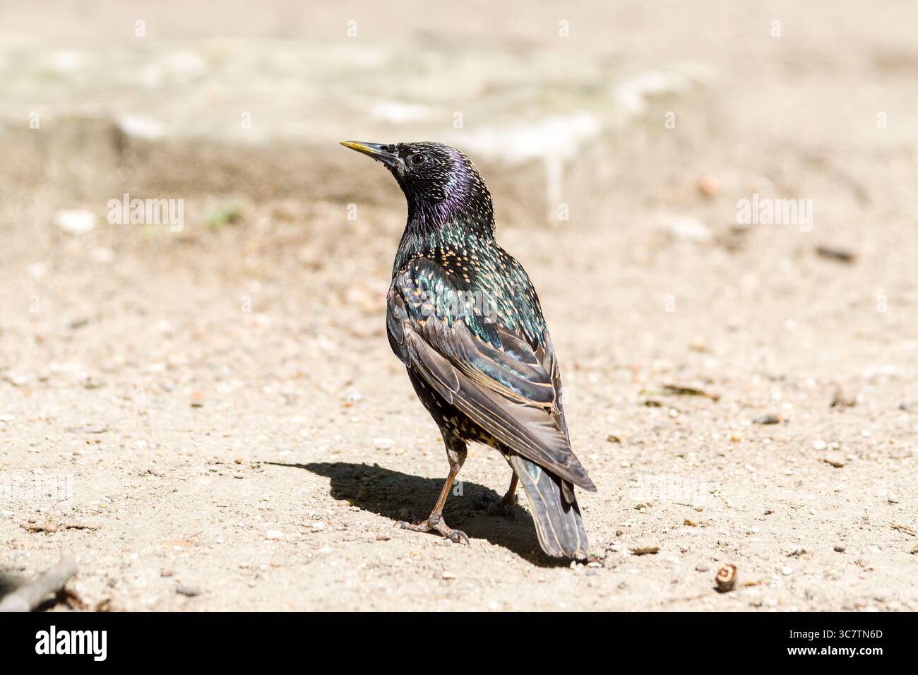 Auf dem Boden steht ein Starling (Sturnus vulgaris) in lebendigem Zuchtgefieder mit metallischem Glanz und gelbem Schnabel. Stockfoto