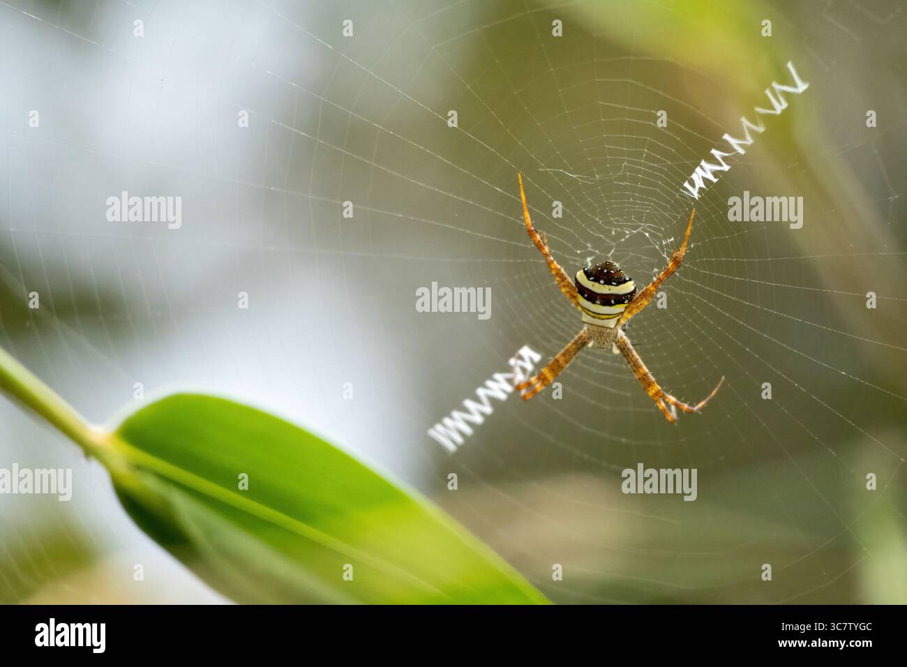 Signature Spider (Argiope Anasuja) sitzt im Internet. Es ist auch bekannt als Writing Spider und Garden Spider. Sie kommt häufig in Gärten oder bac vor Stockfoto